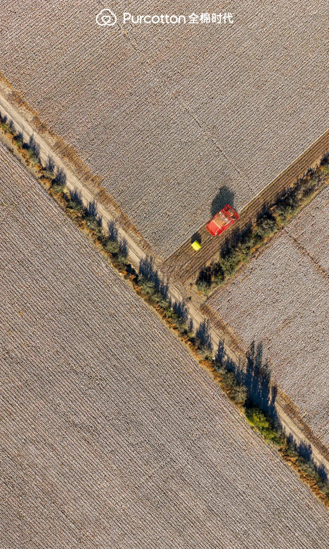 📸棉田摄影大片｜解锁你的专属屏保