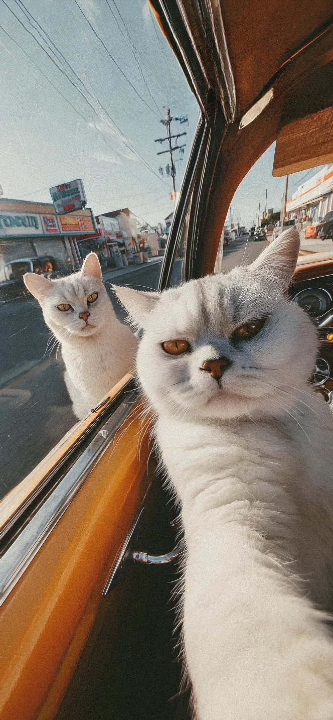 牛马壁纸自取and真诚发问