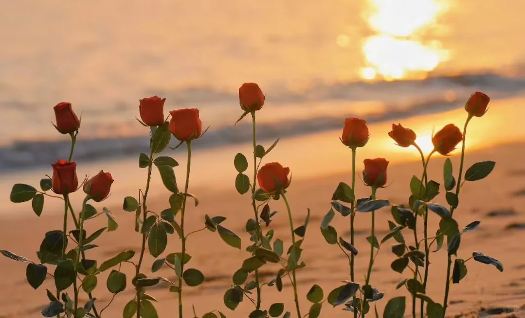 苹果［景深壁纸］第六张效果最好
