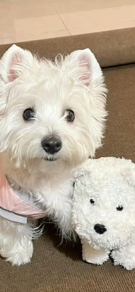 西高地修狗（壁纸）