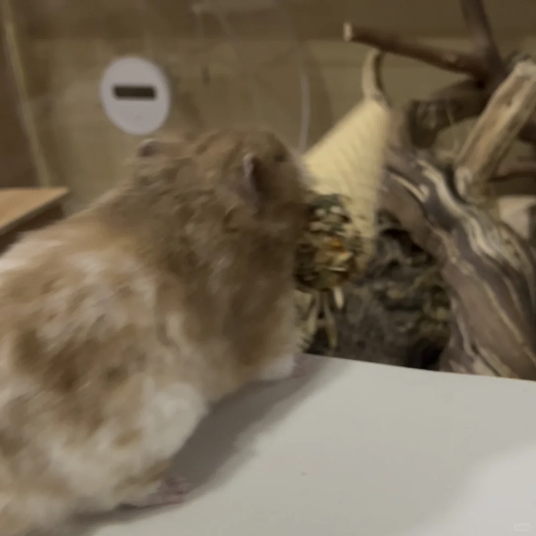 炭包超可爱动图表情包更新 第一弹