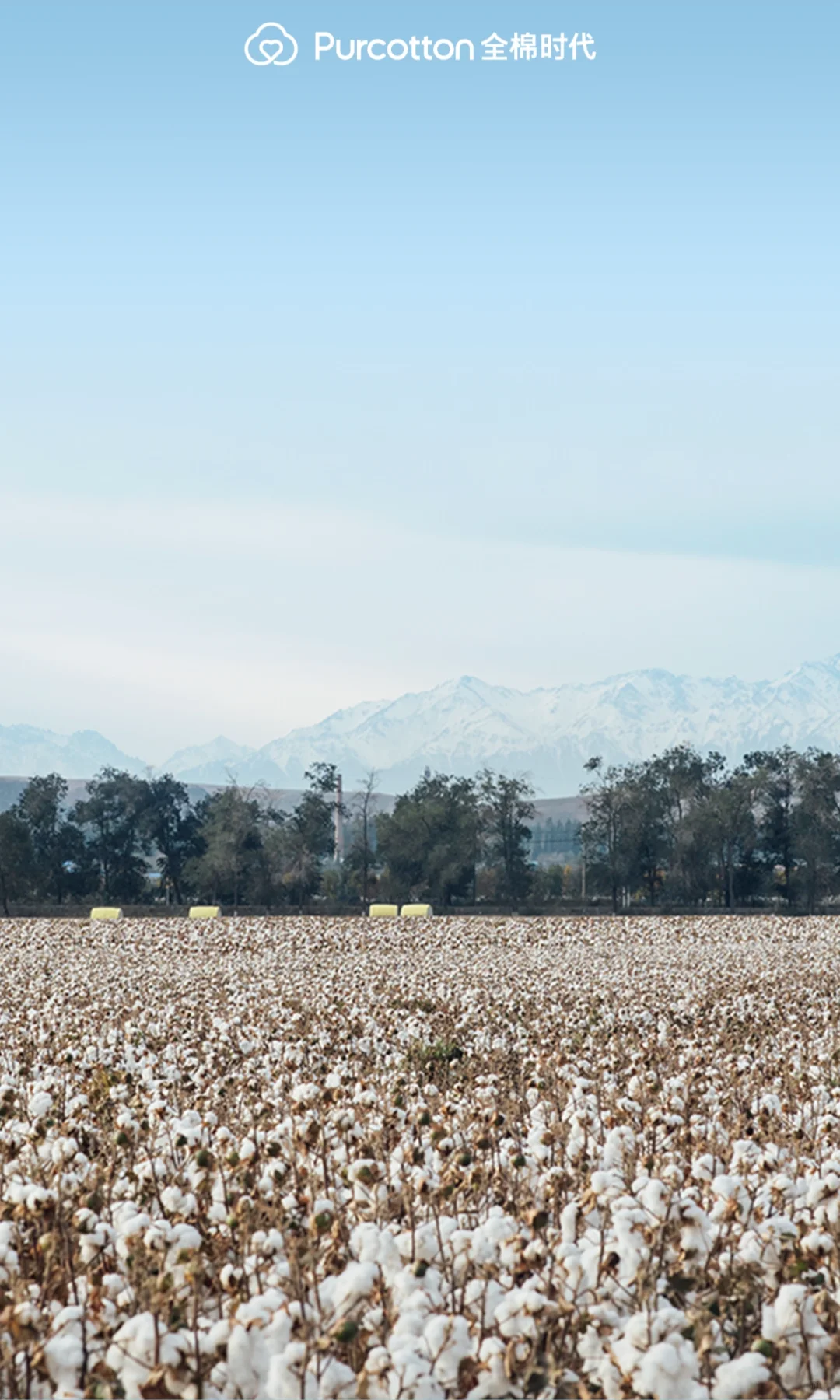 📸棉田摄影大片｜解锁你的专属屏保