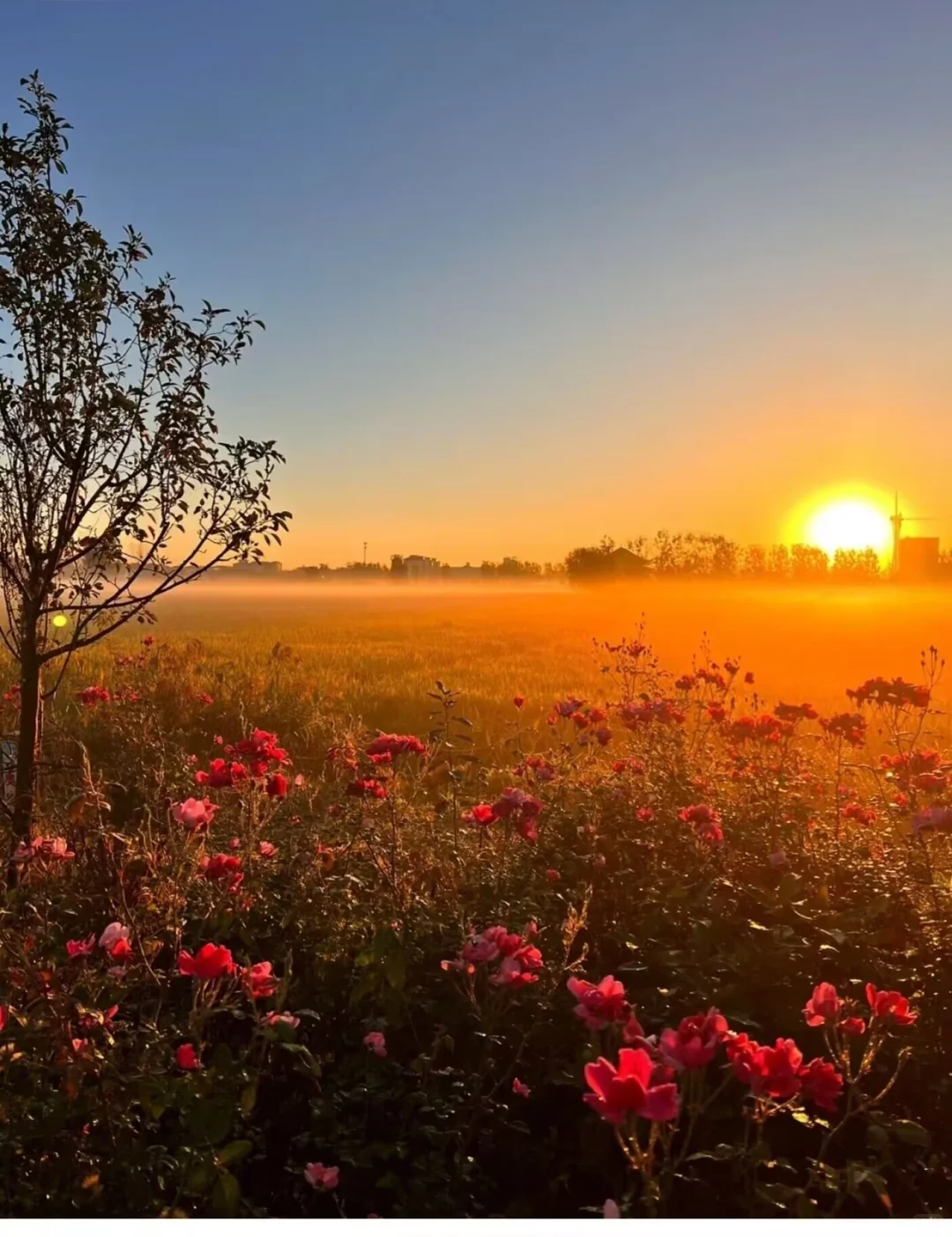 苹果［景深壁纸］第六张效果最好