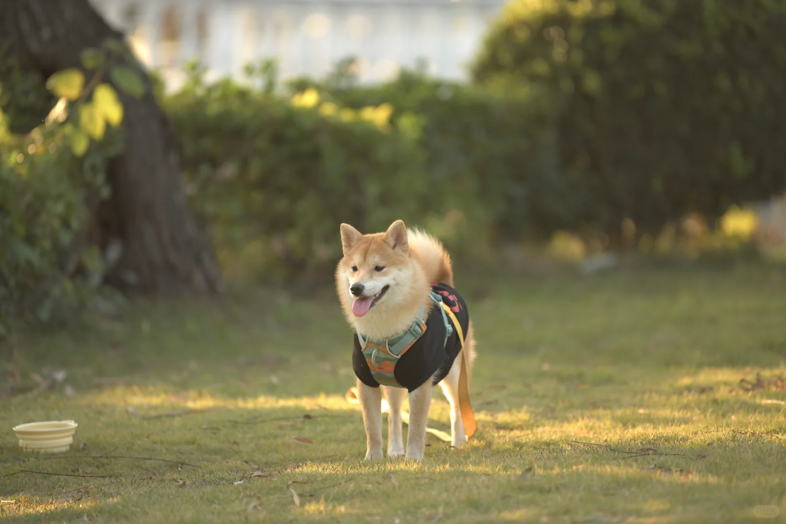 小狗我呀，也有了自己的写真