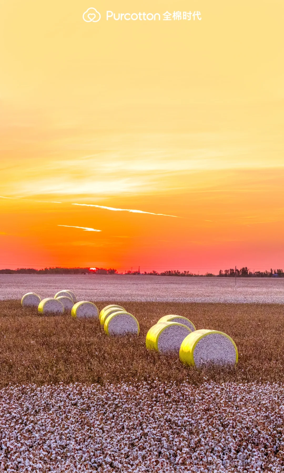 📸棉田摄影大片｜解锁你的专属屏保