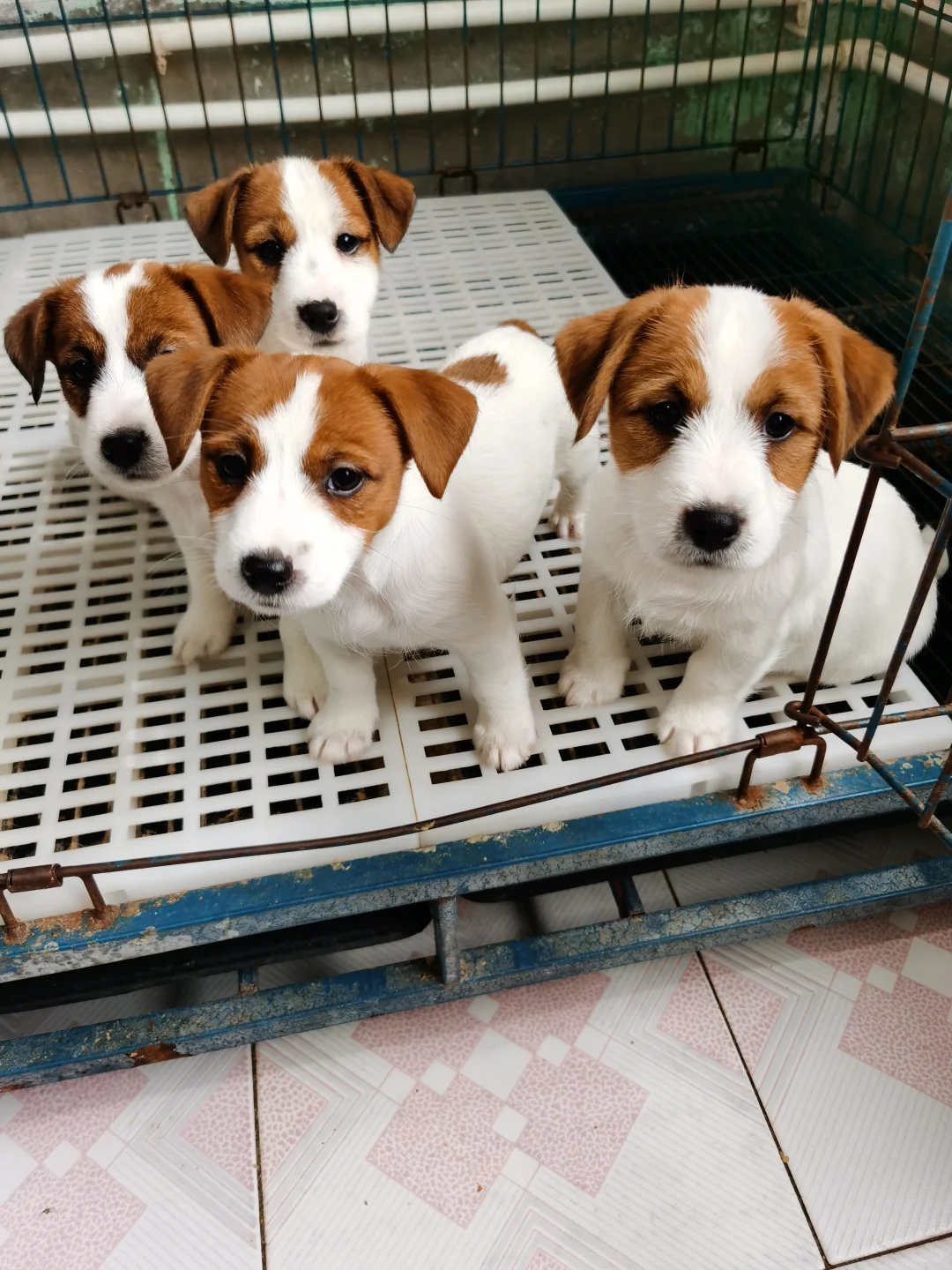 小狗美少女组合✌