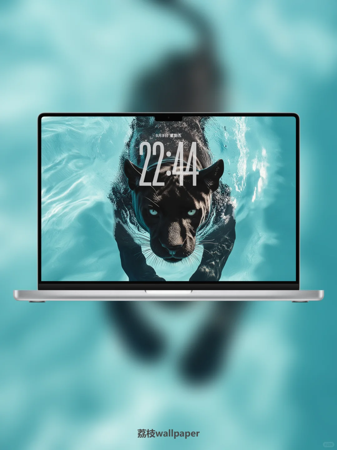 044｜简约高清壁纸｜游水豹