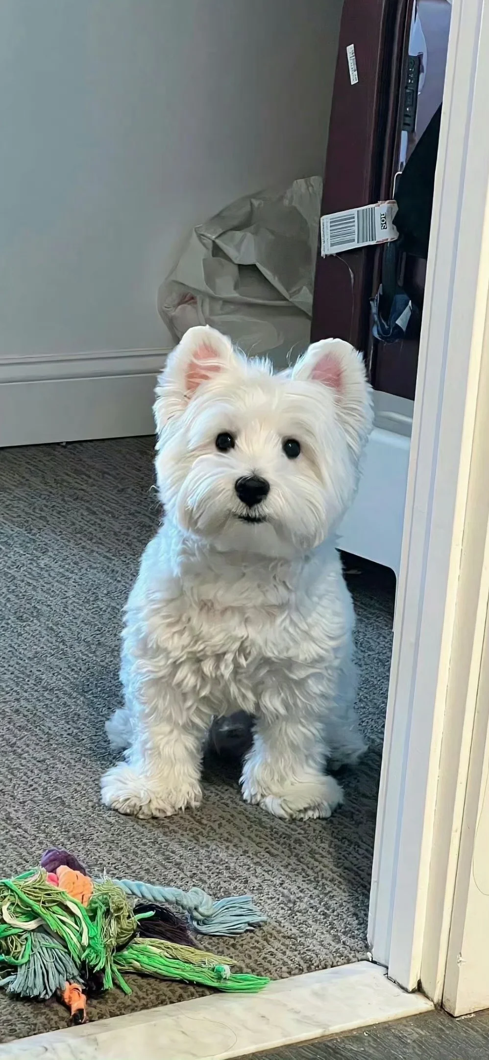 西高地修狗（壁纸）