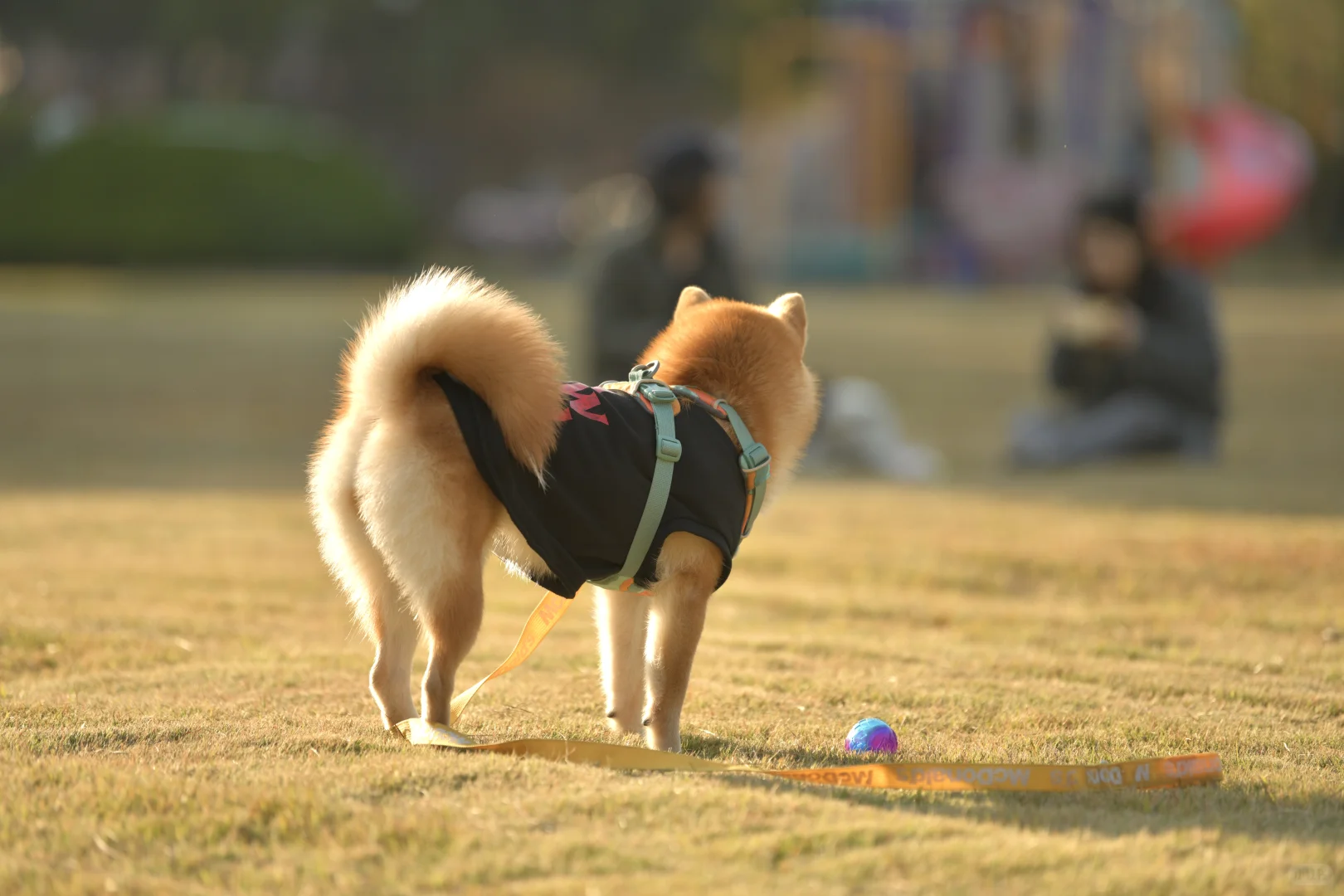 小狗我呀，也有了自己的写真
