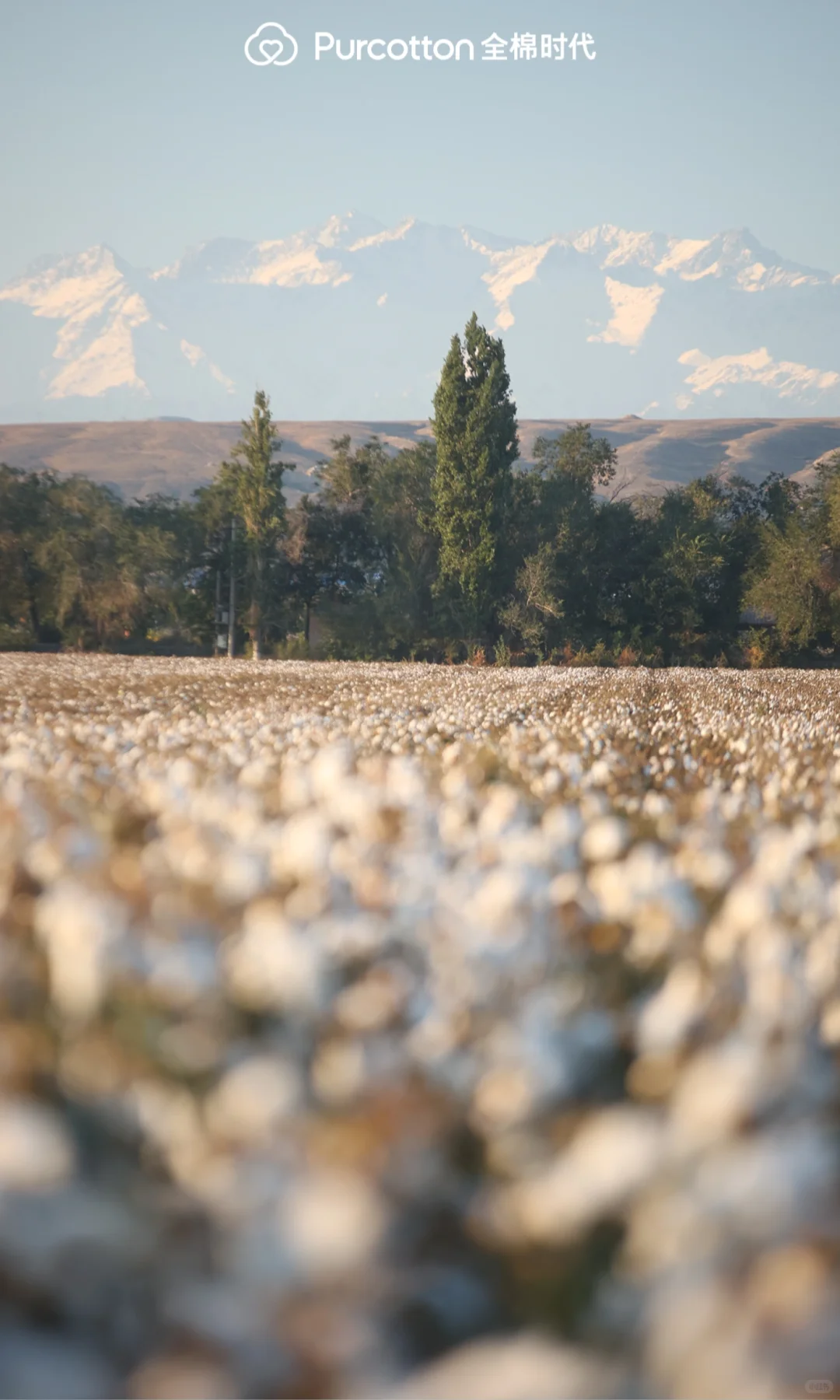 📸棉田摄影大片｜解锁你的专属屏保