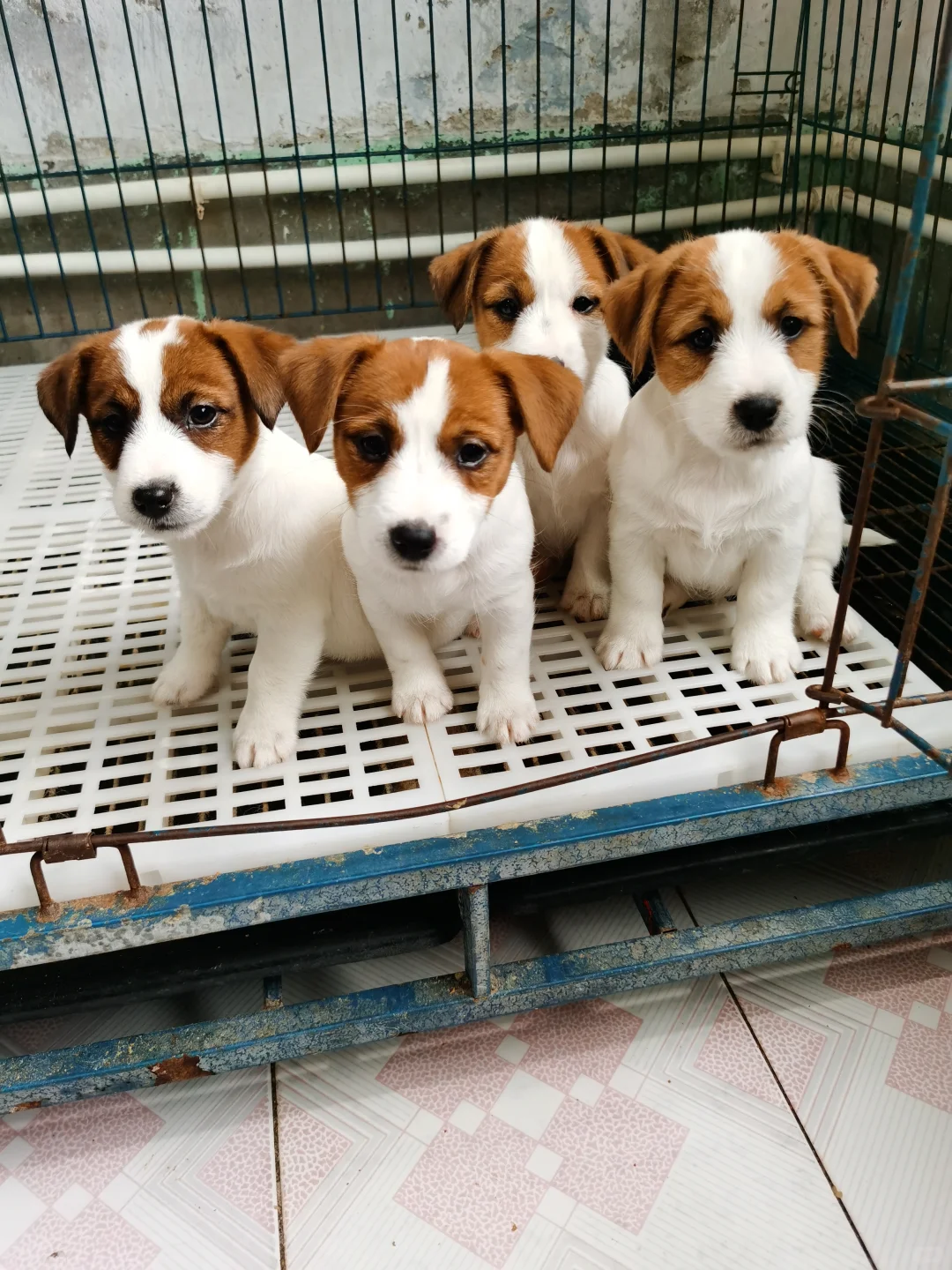 小狗美少女组合✌