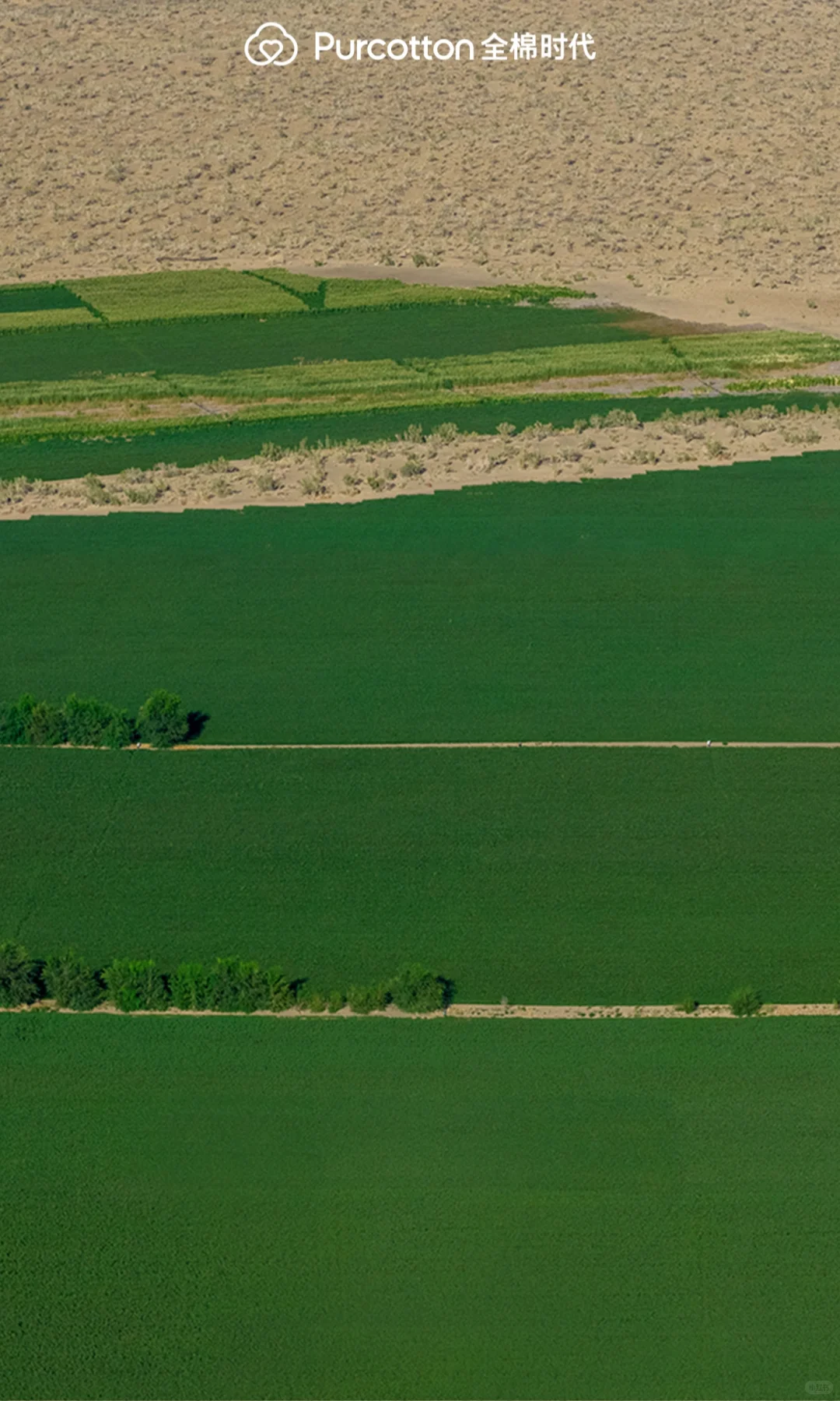 📸棉田摄影大片｜解锁你的专属屏保