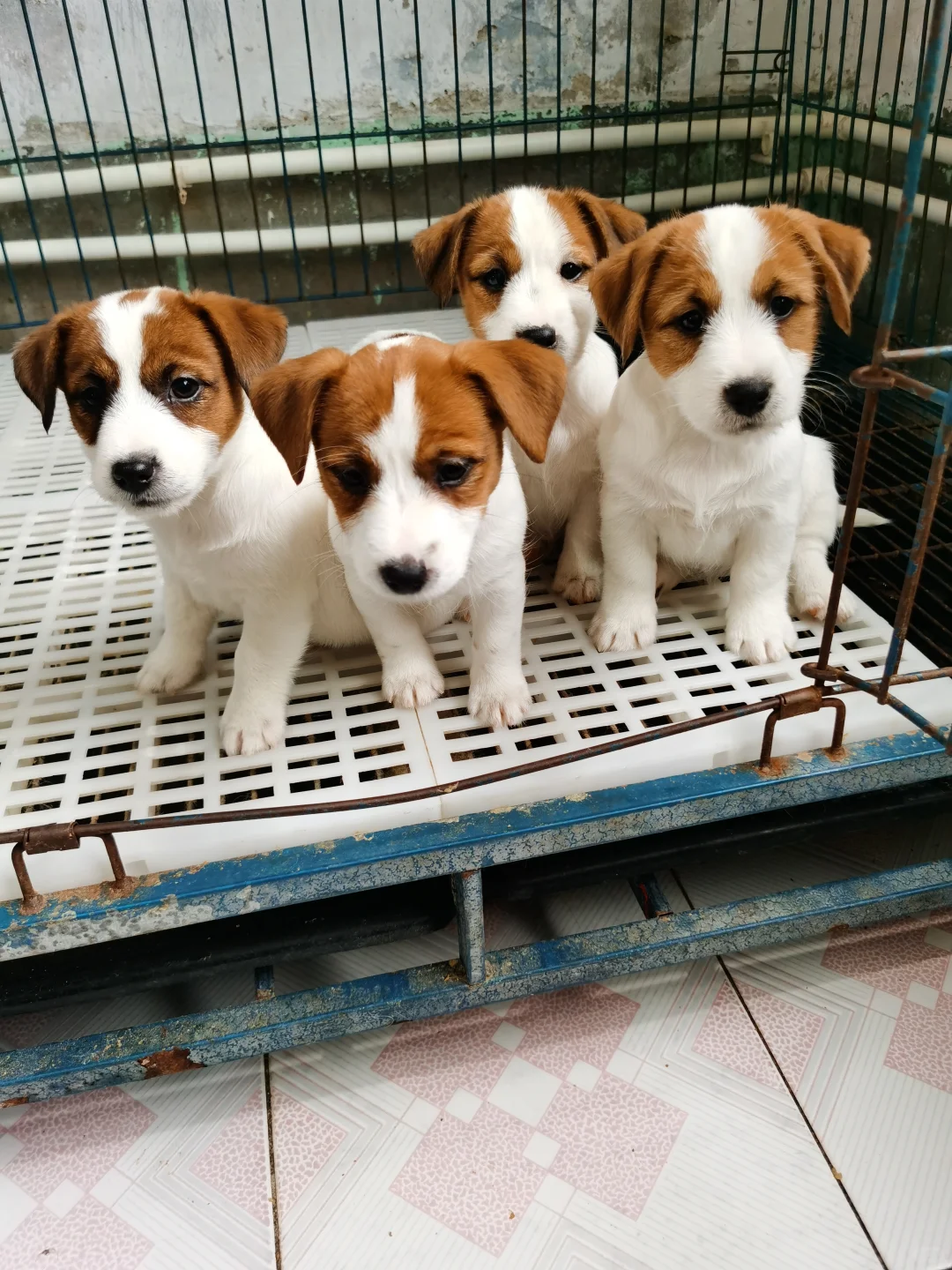 小狗美少女组合✌