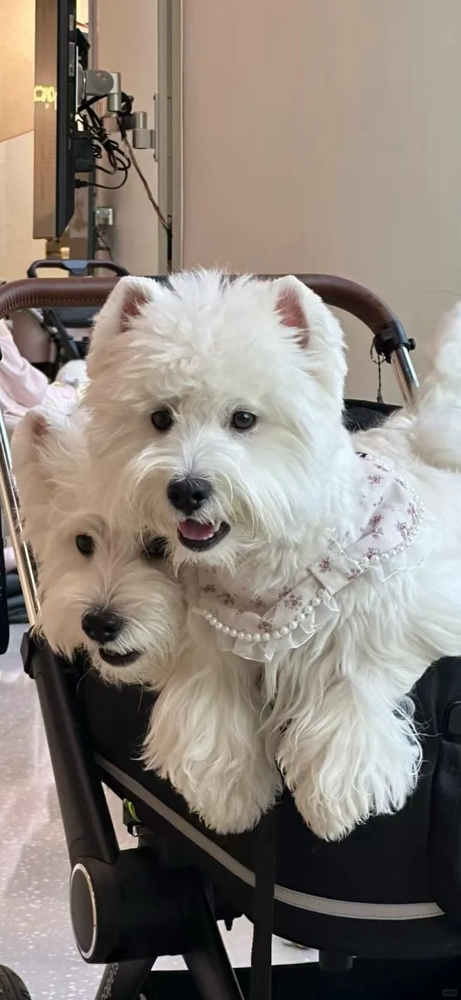 西高地修狗（壁纸）