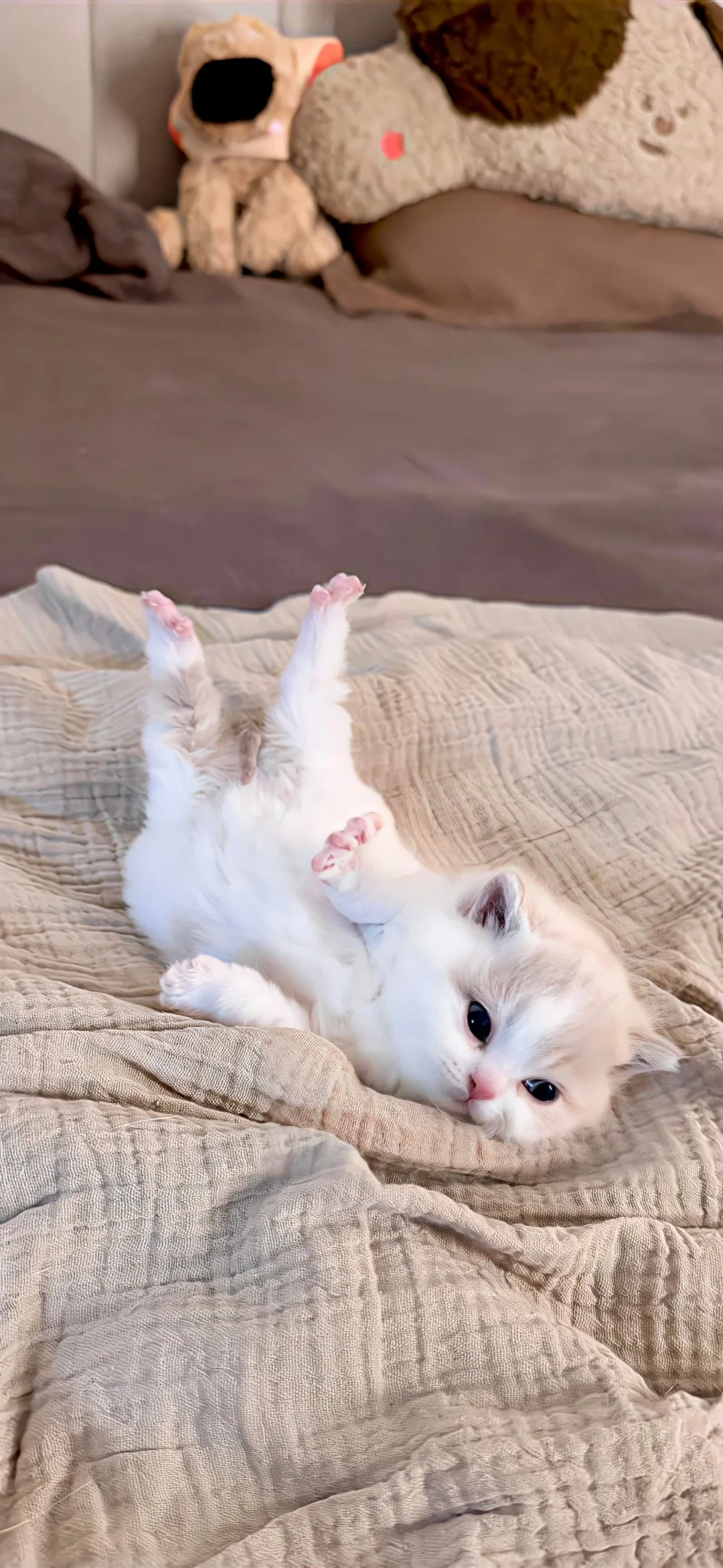 可爱壁纸啦啦啦