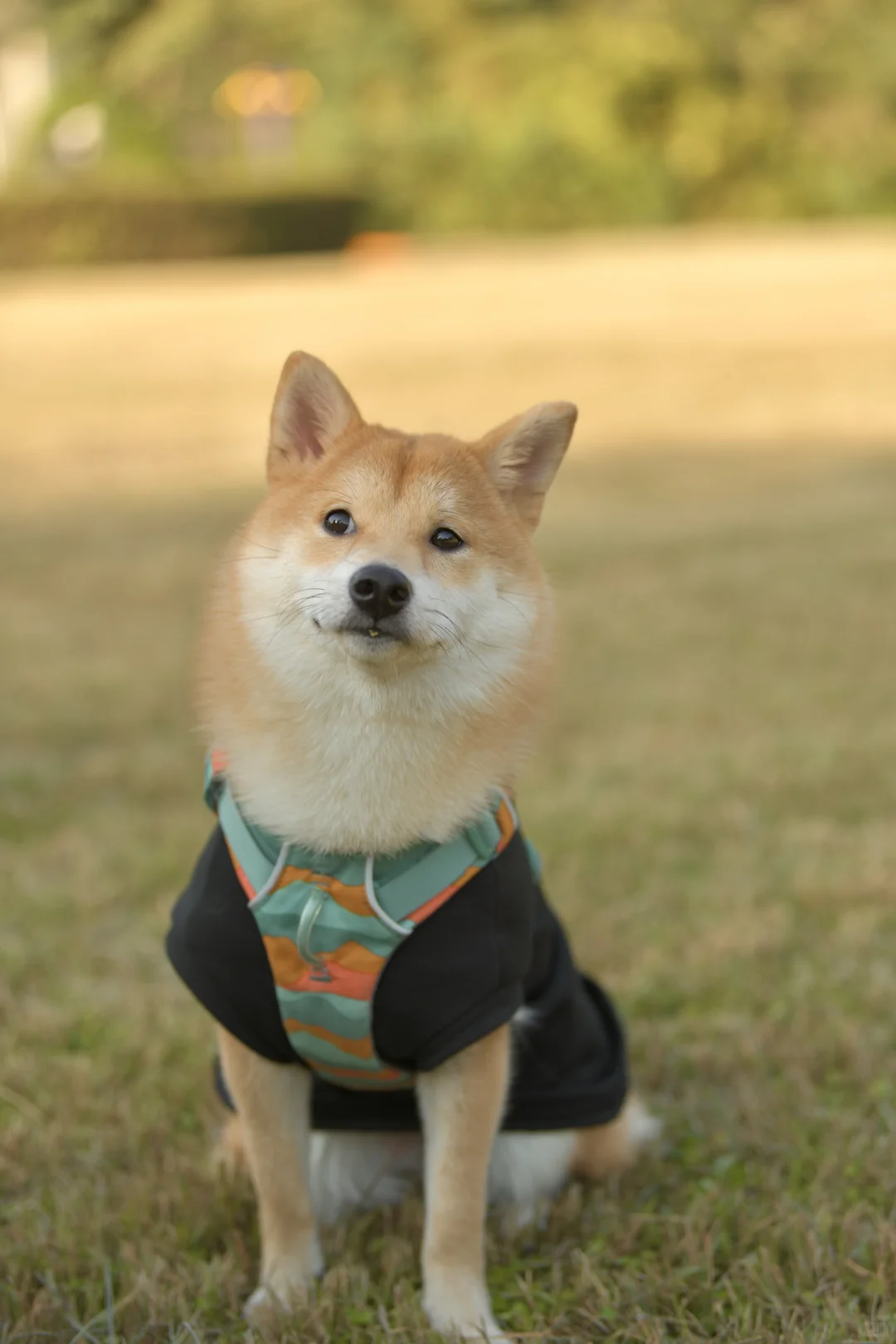 小狗我呀，也有了自己的写真