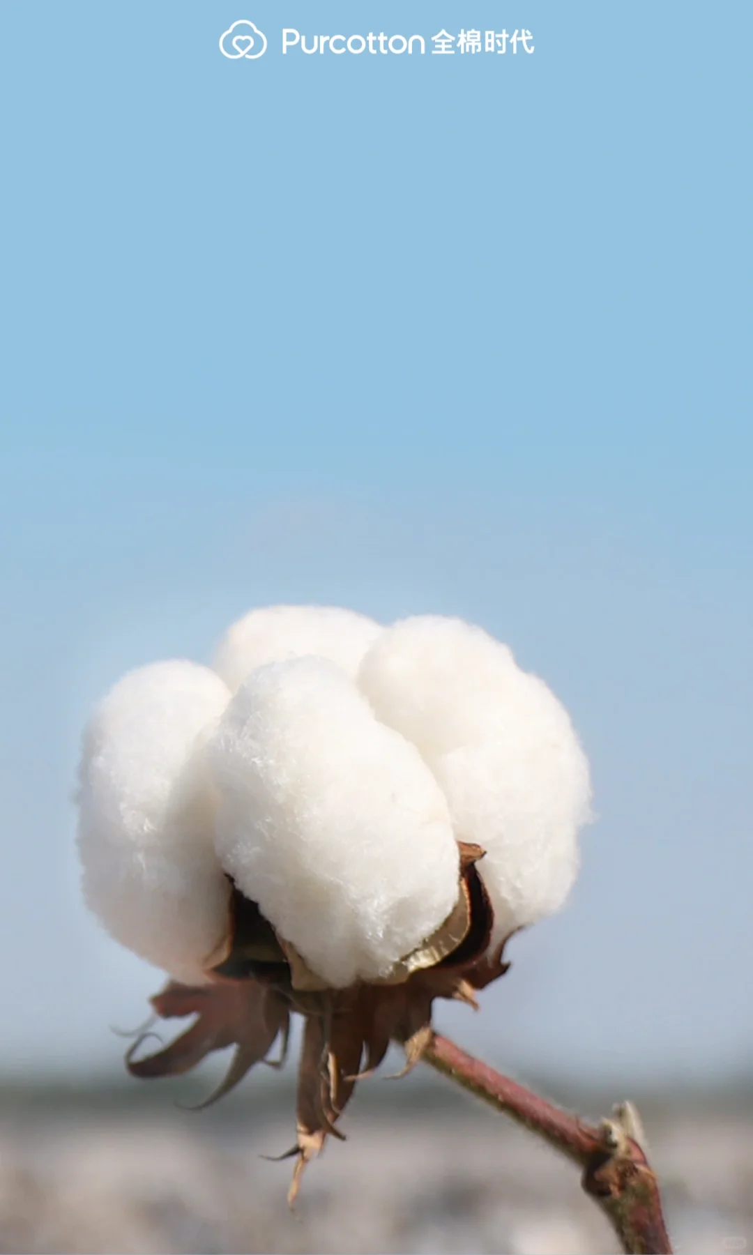 📸棉田摄影大片｜解锁你的专属屏保