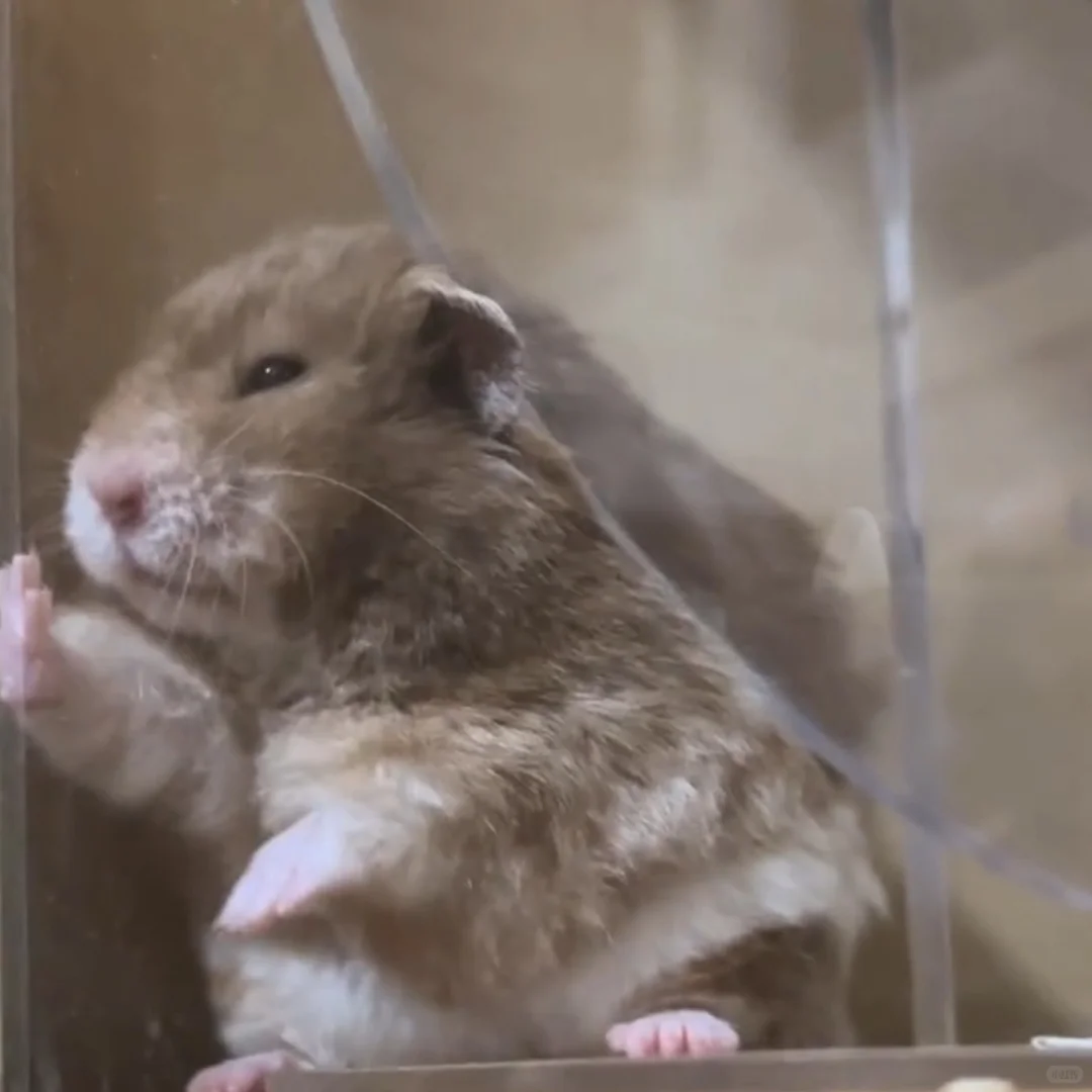 炭包超可爱动图表情包更新 第一弹