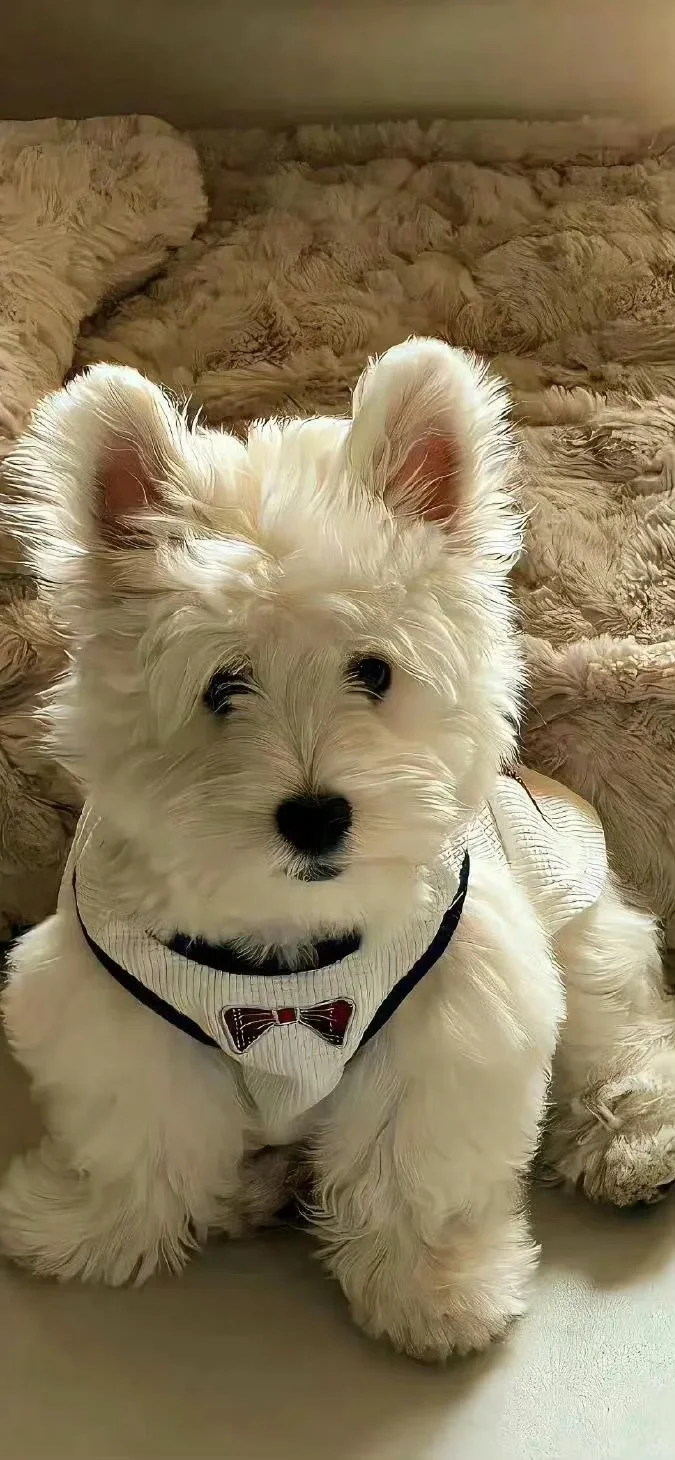 西高地修狗（壁纸）