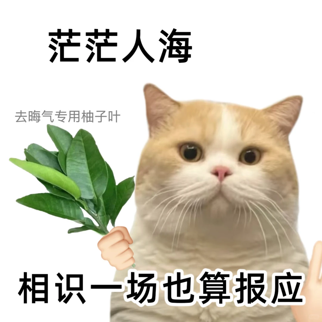 抽象人必备表情包!!