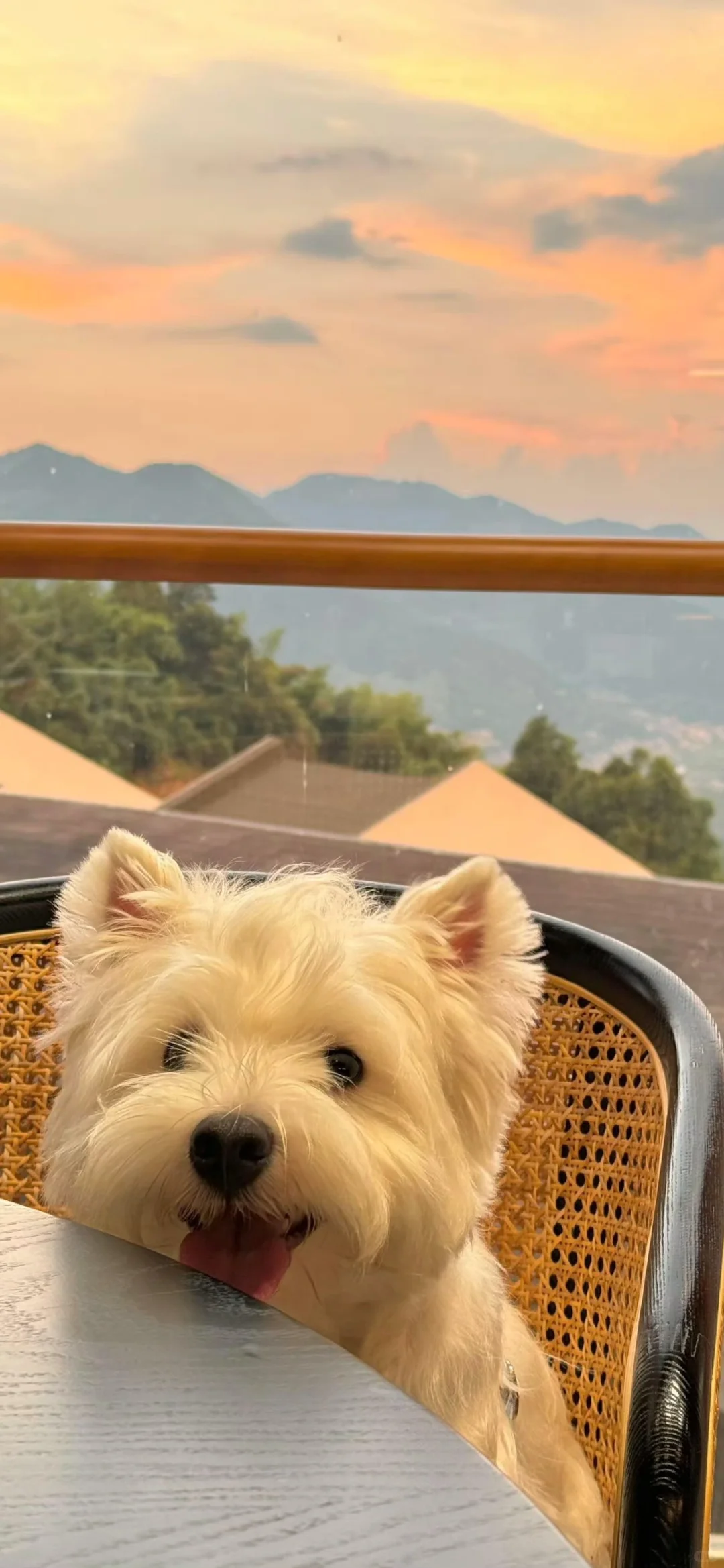 西高地修狗（壁纸）