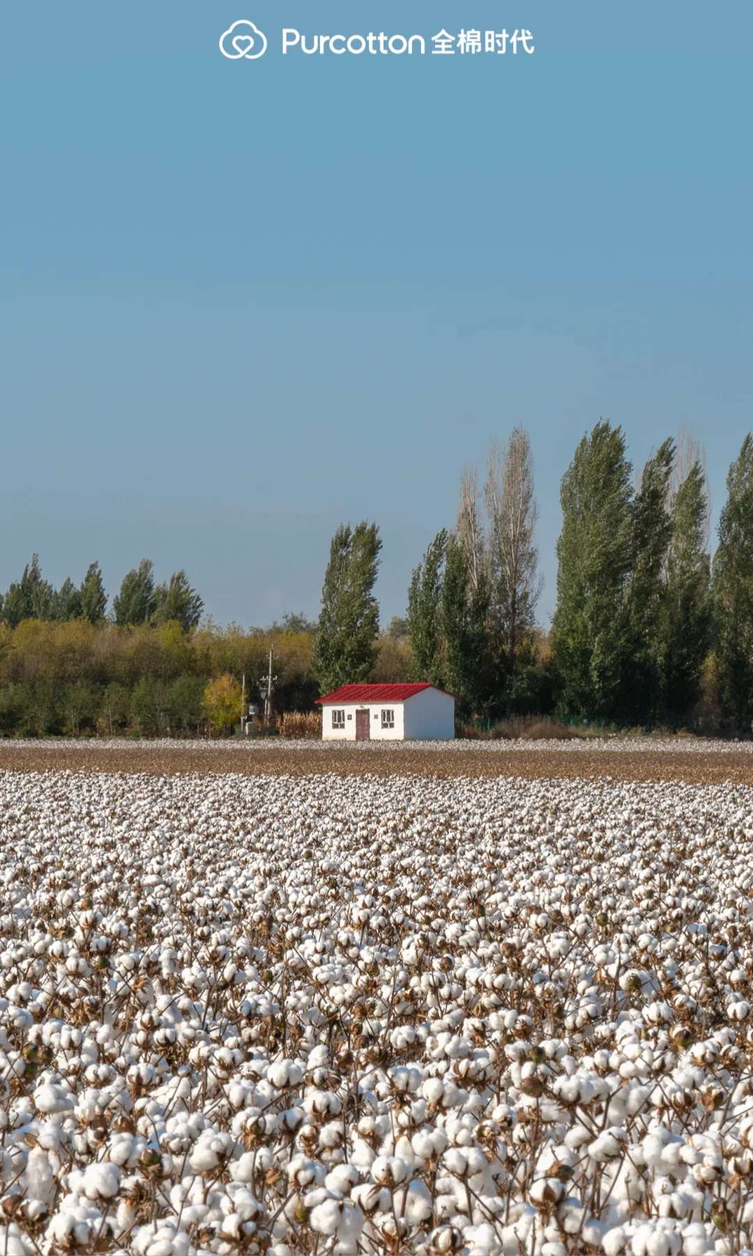 📸棉田摄影大片｜解锁你的专属屏保