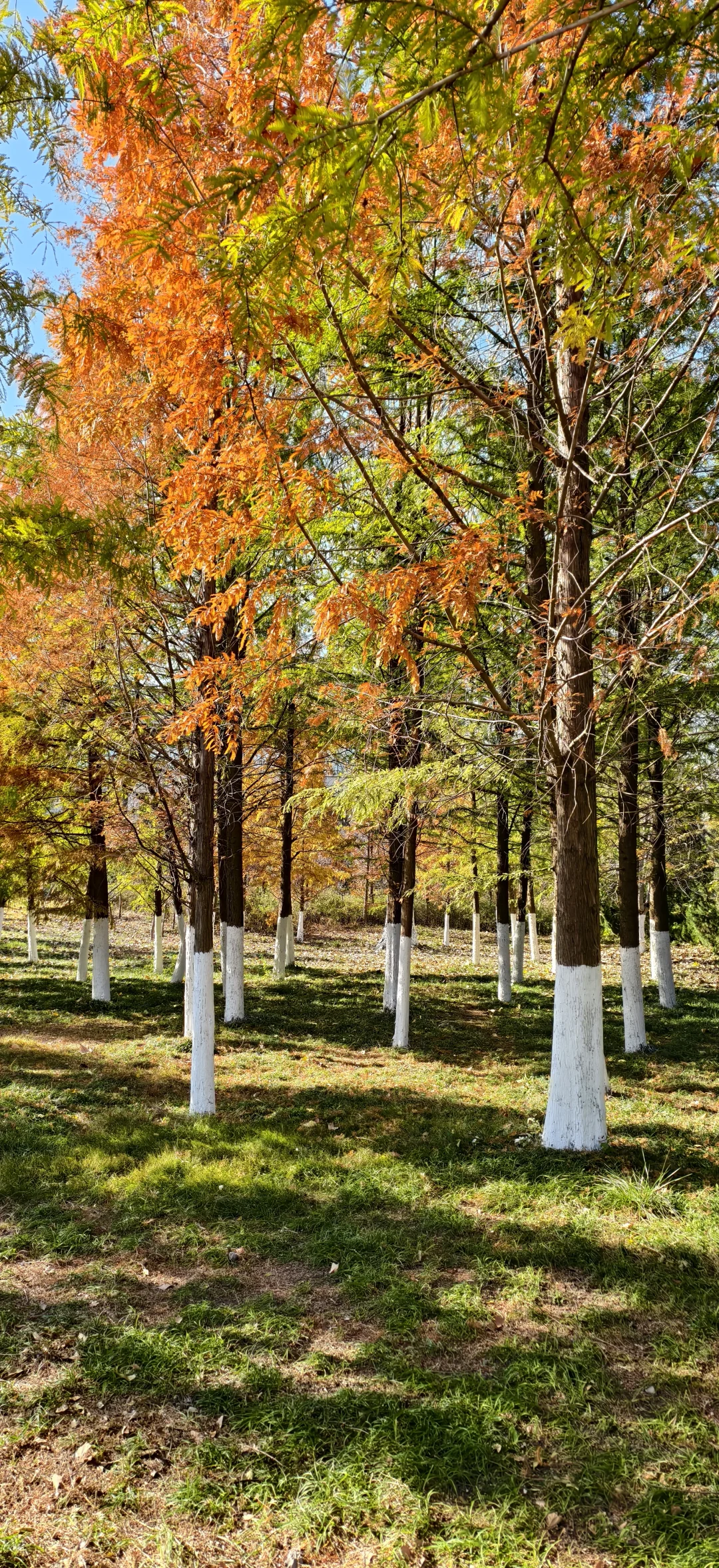谁懂啊，好喜欢我的壁纸啊！