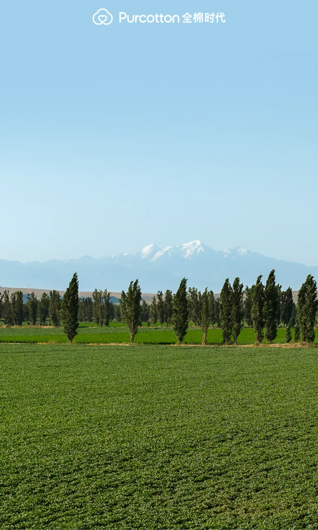 📸棉田摄影大片｜解锁你的专属屏保