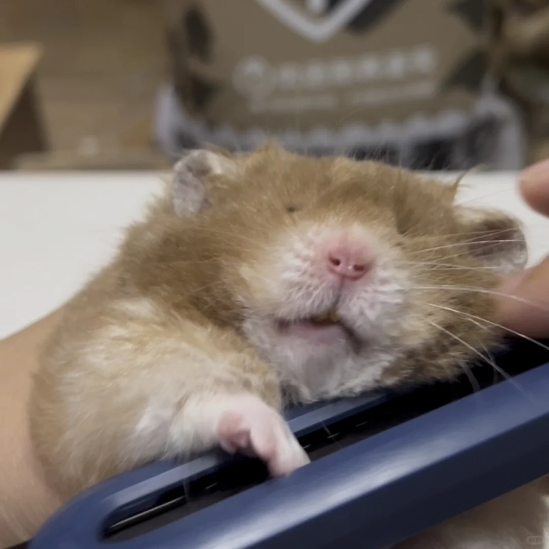 炭包超可爱动图表情包更新 第一弹