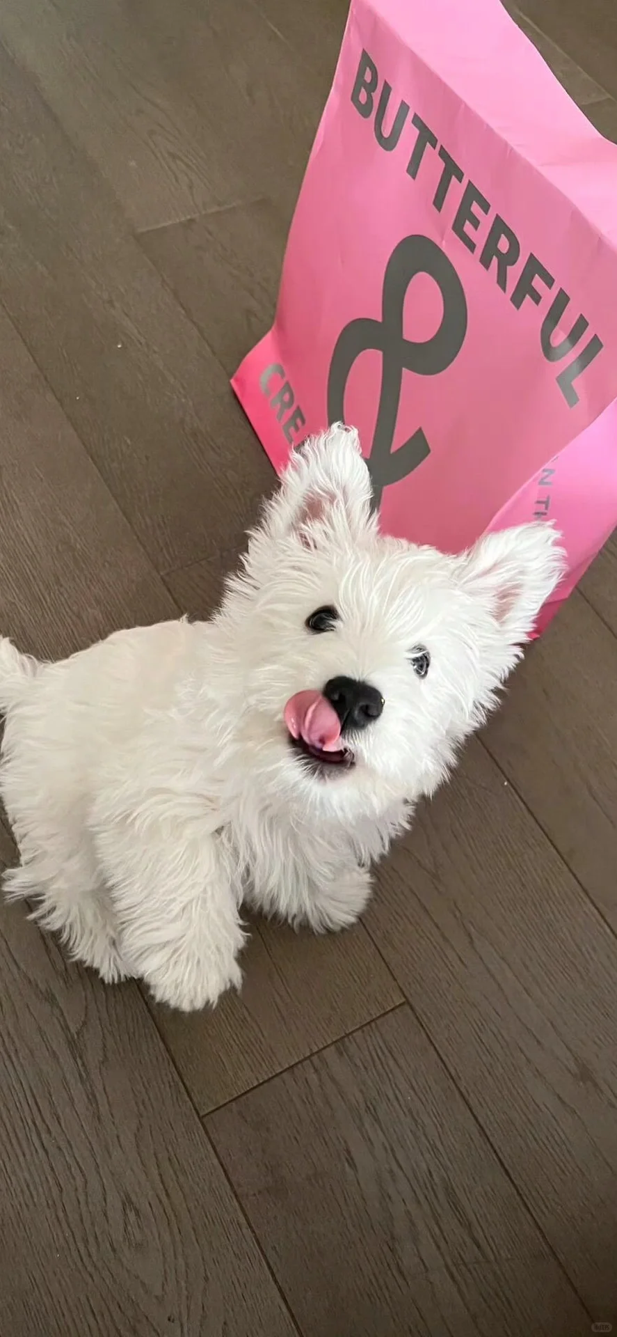 西高地修狗（壁纸）