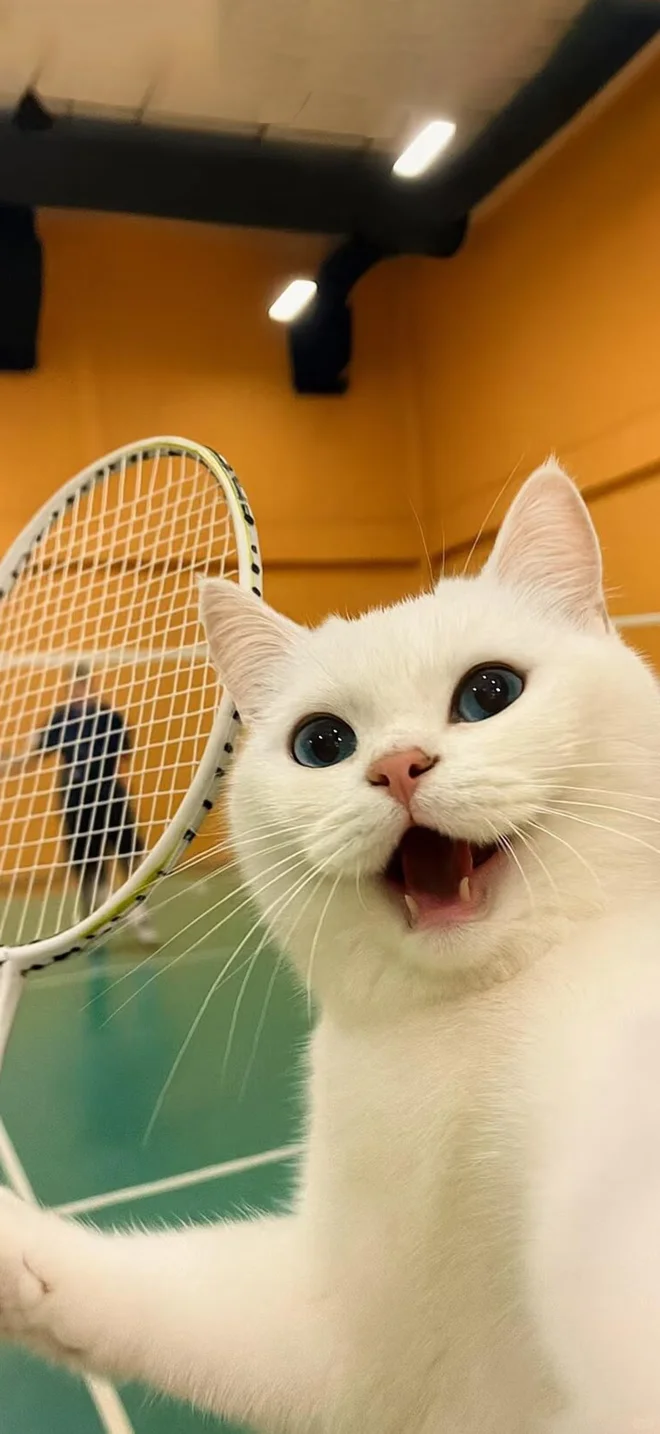 牛马壁纸自取and真诚发问