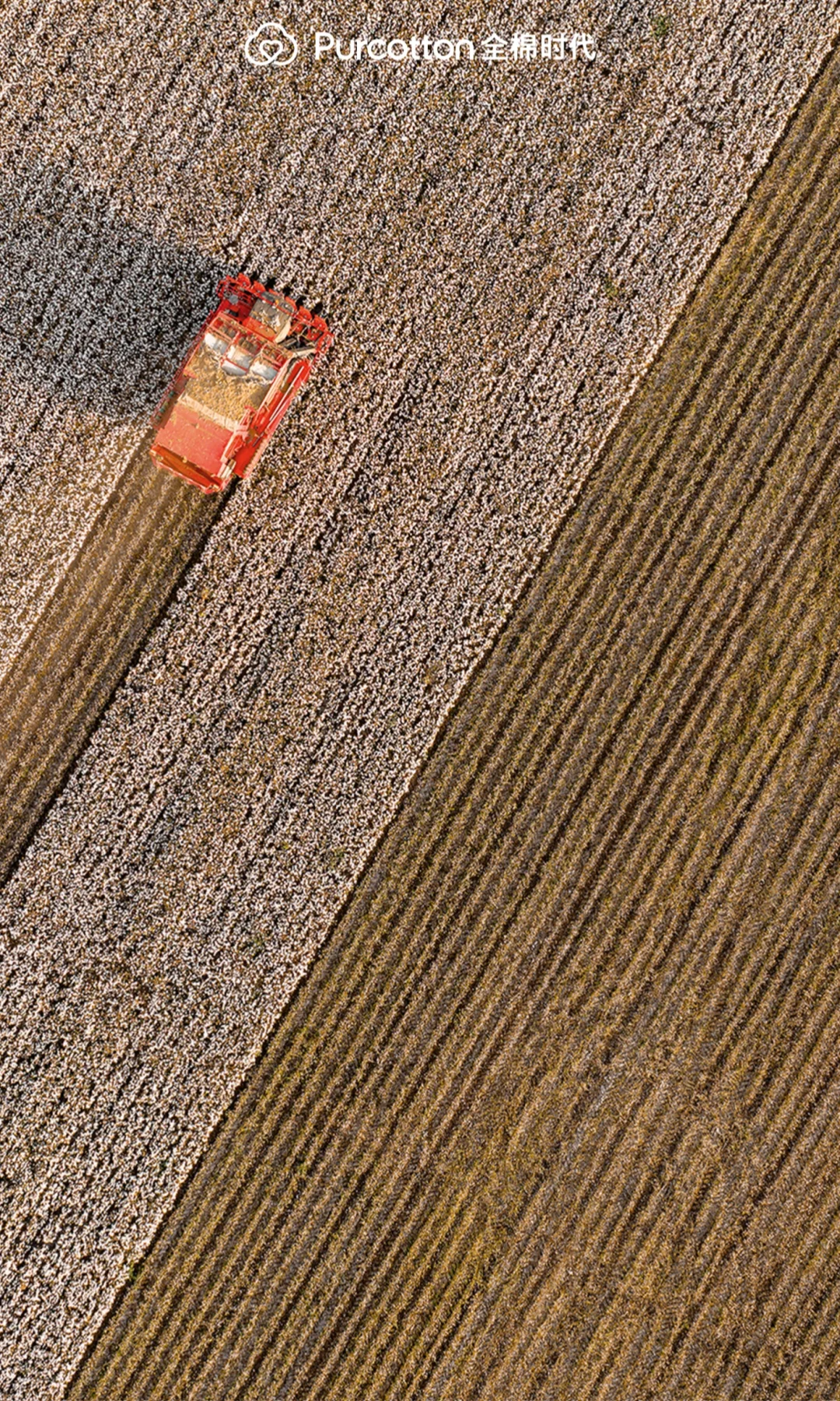📸棉田摄影大片｜解锁你的专属屏保