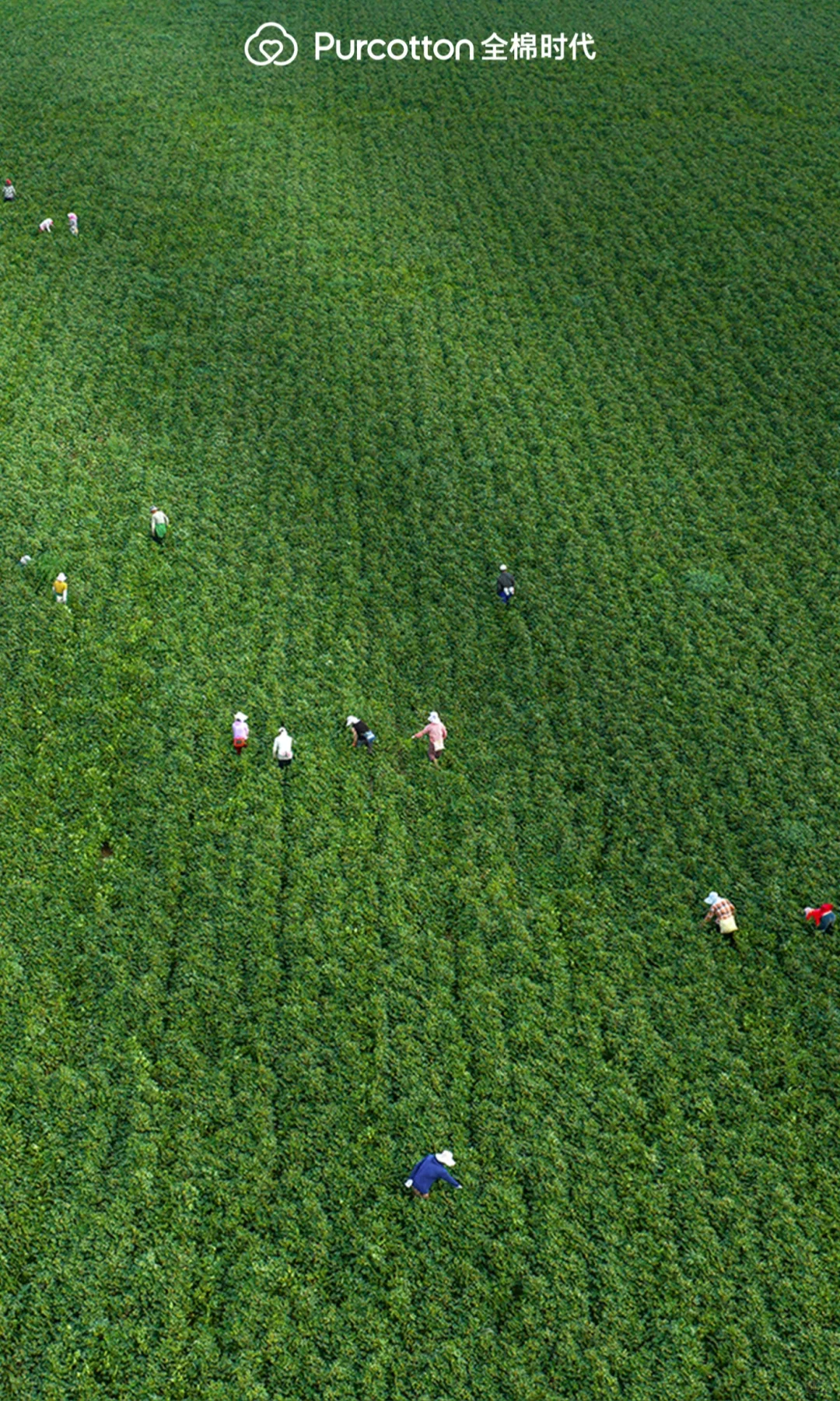 📸棉田摄影大片｜解锁你的专属屏保