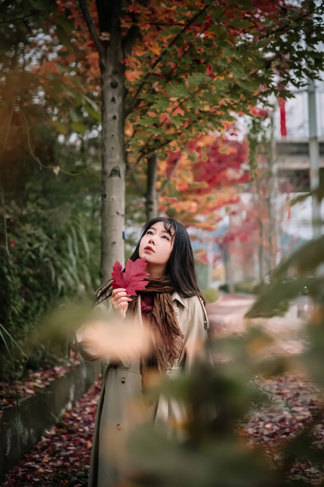 不去人挤人，在一棵枫树旁拍了一组写真