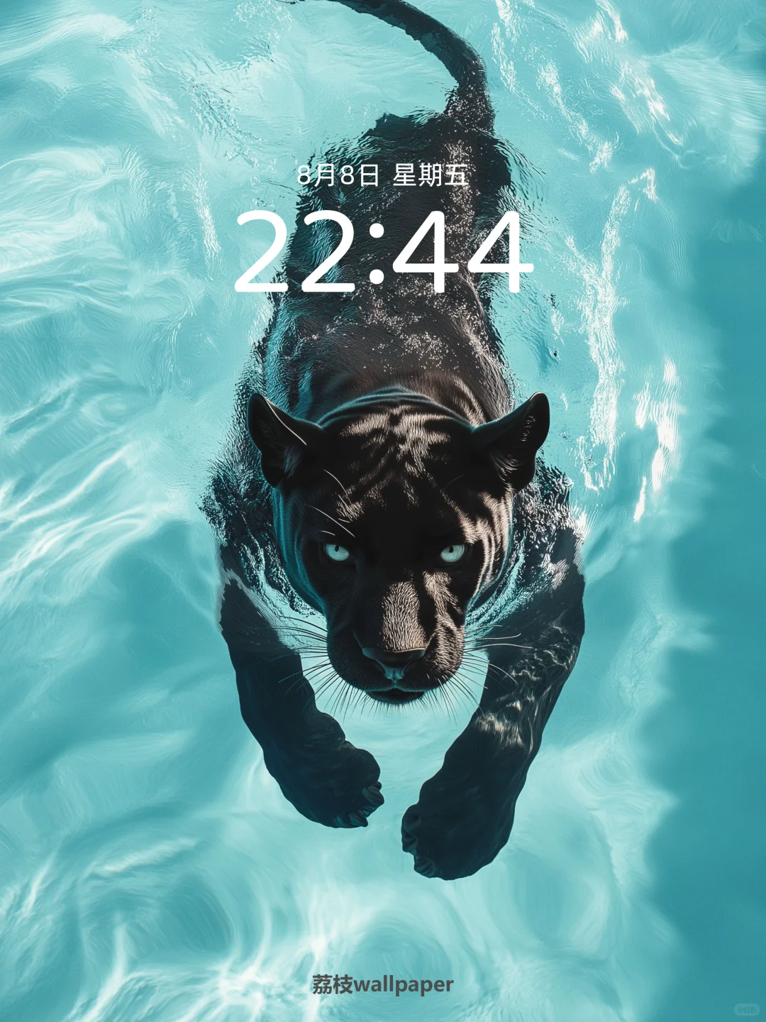 044｜简约高清壁纸｜游水豹