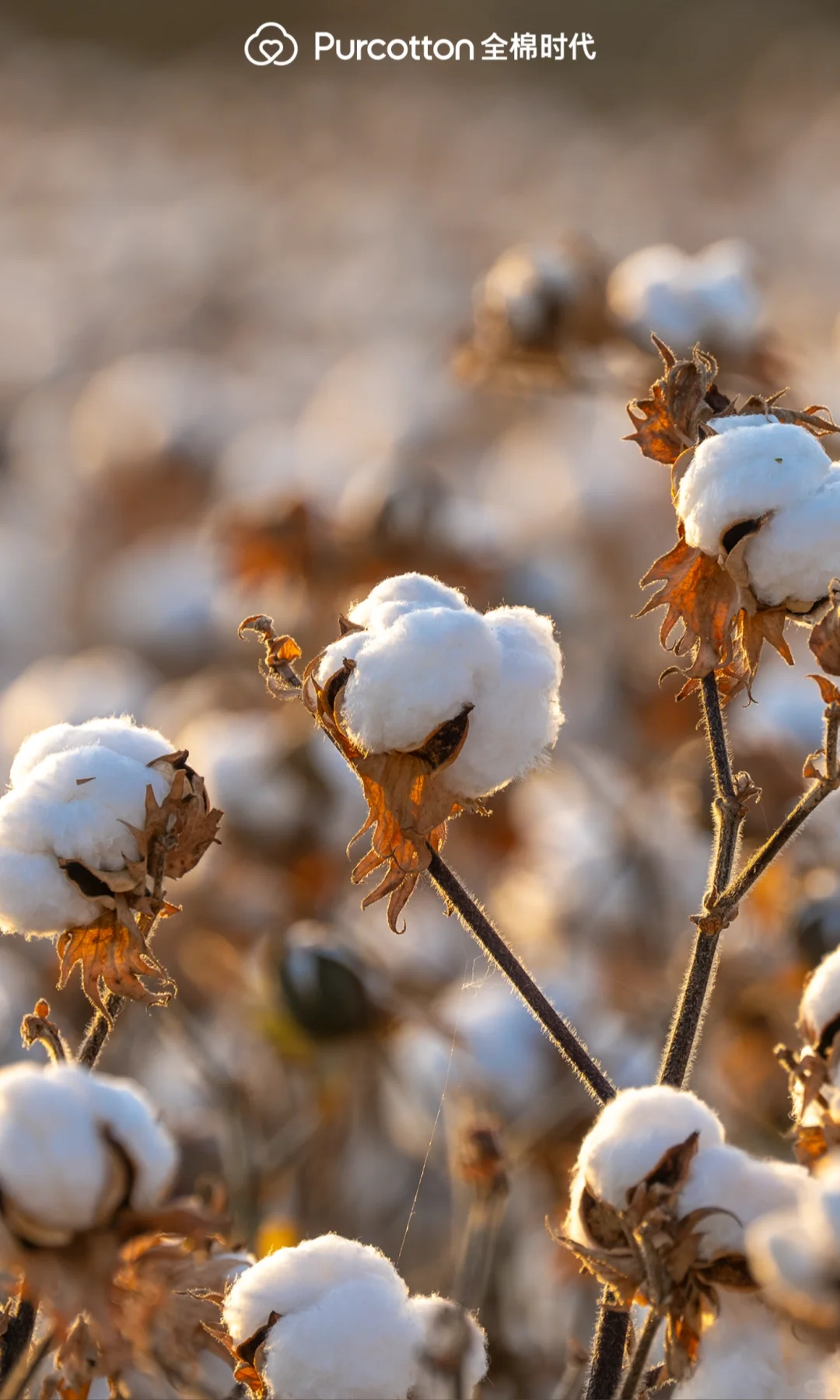 📸棉田摄影大片｜解锁你的专属屏保