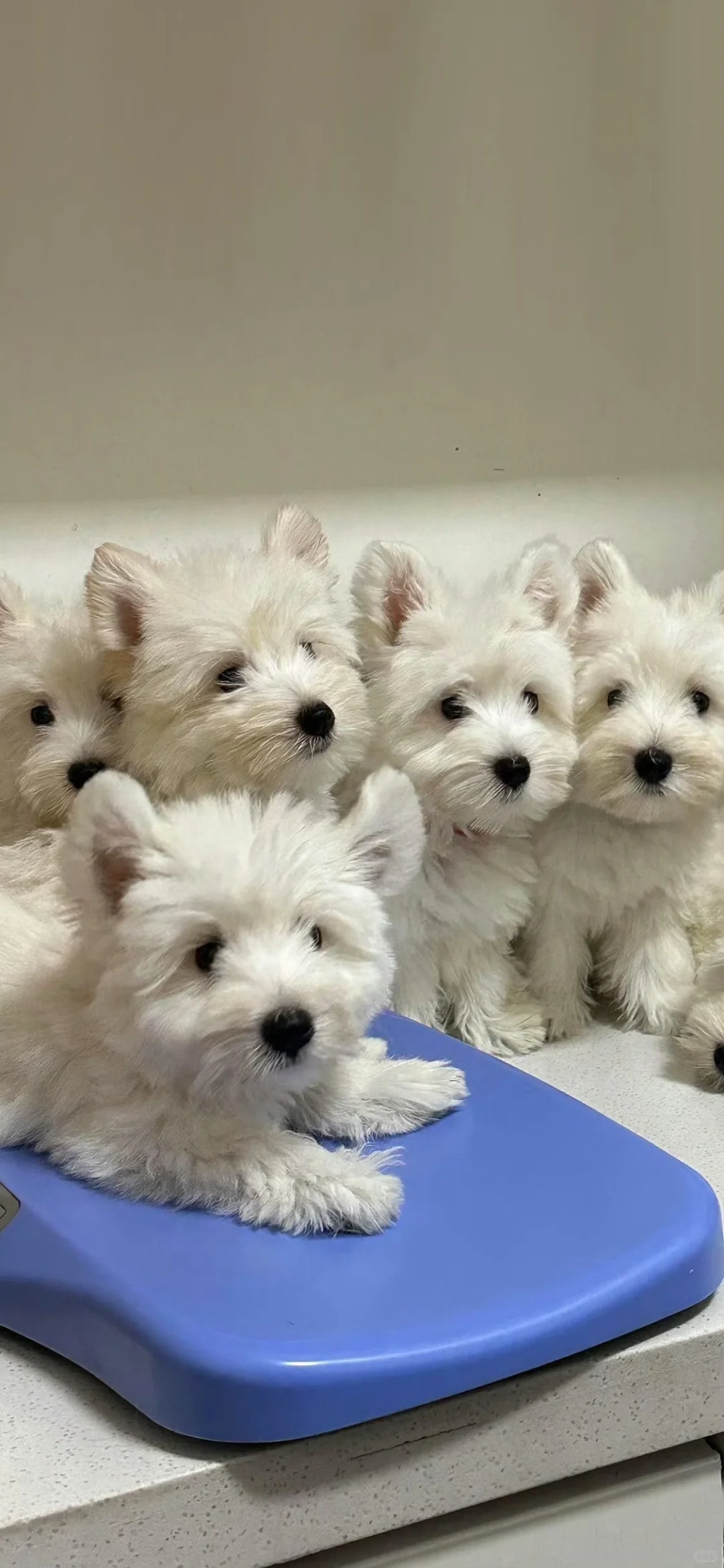 西高地修狗（壁纸）