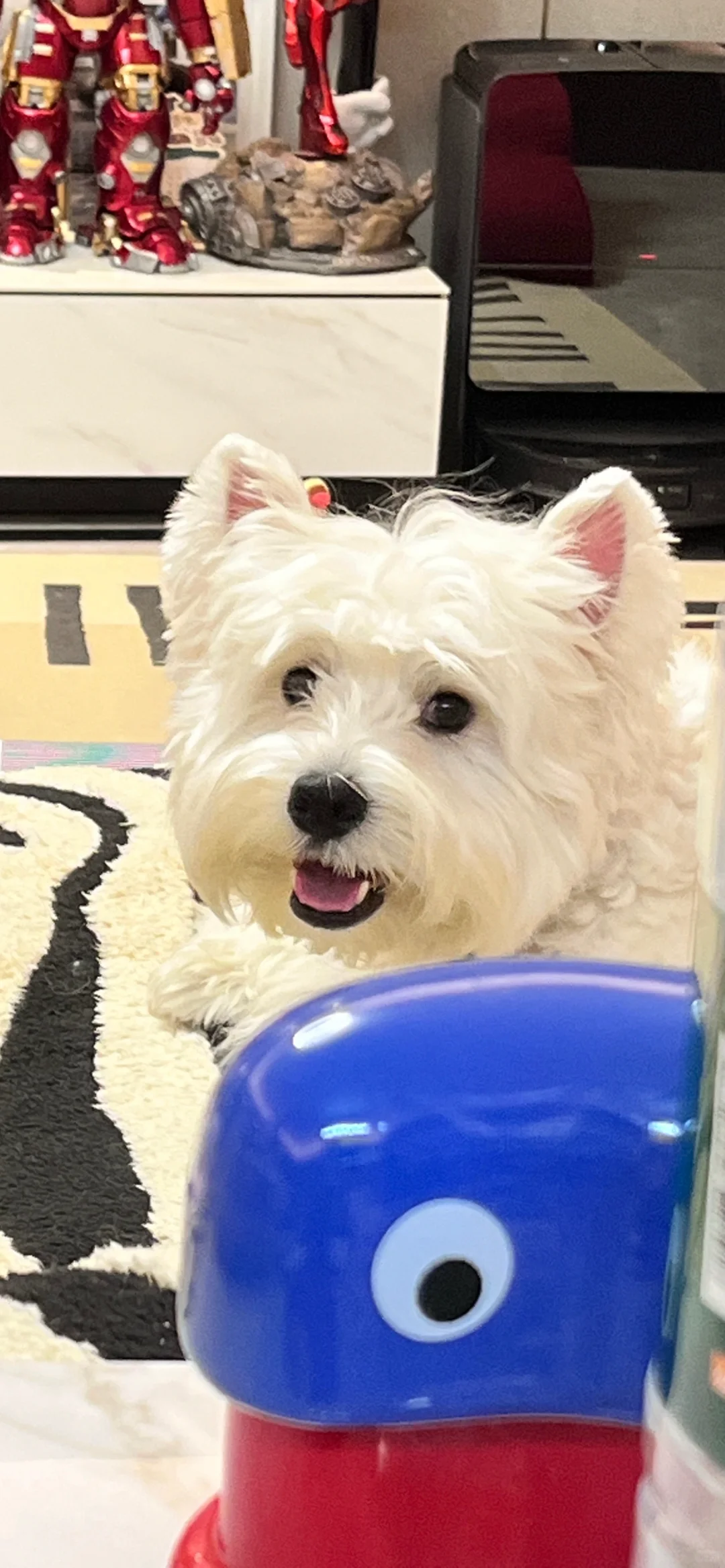 西高地修狗（壁纸）