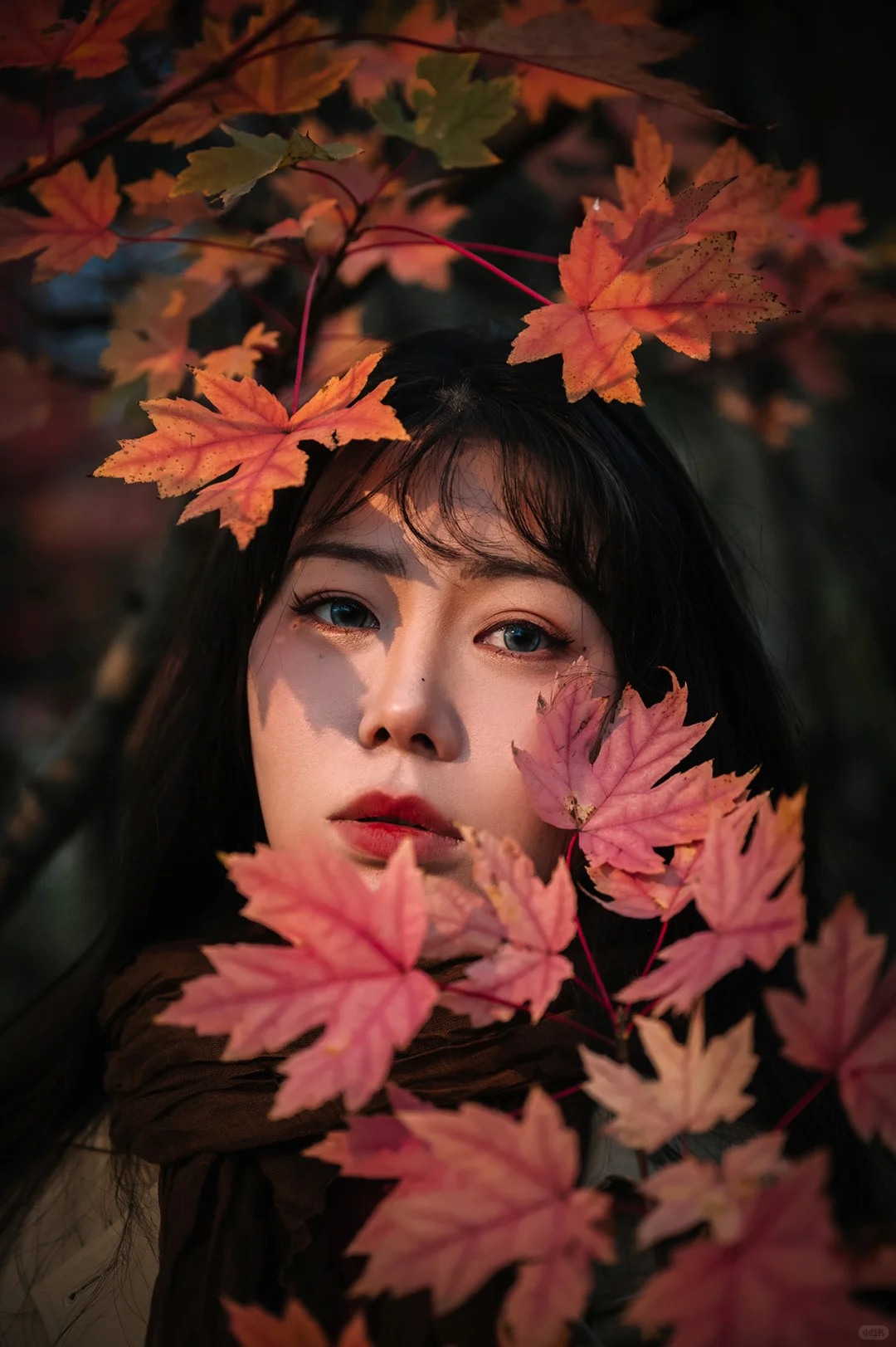 不去人挤人，在一棵枫树旁拍了一组写真