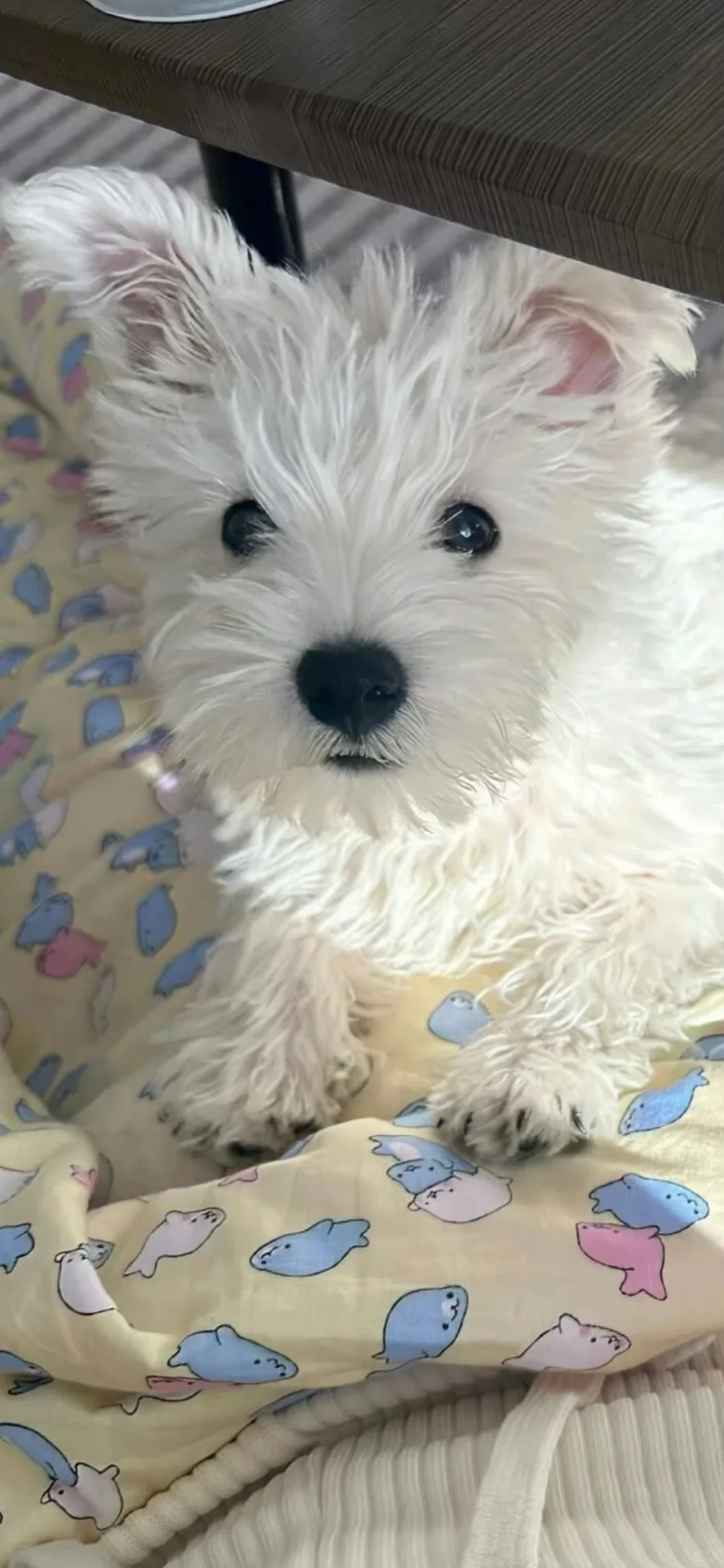 西高地修狗（壁纸）