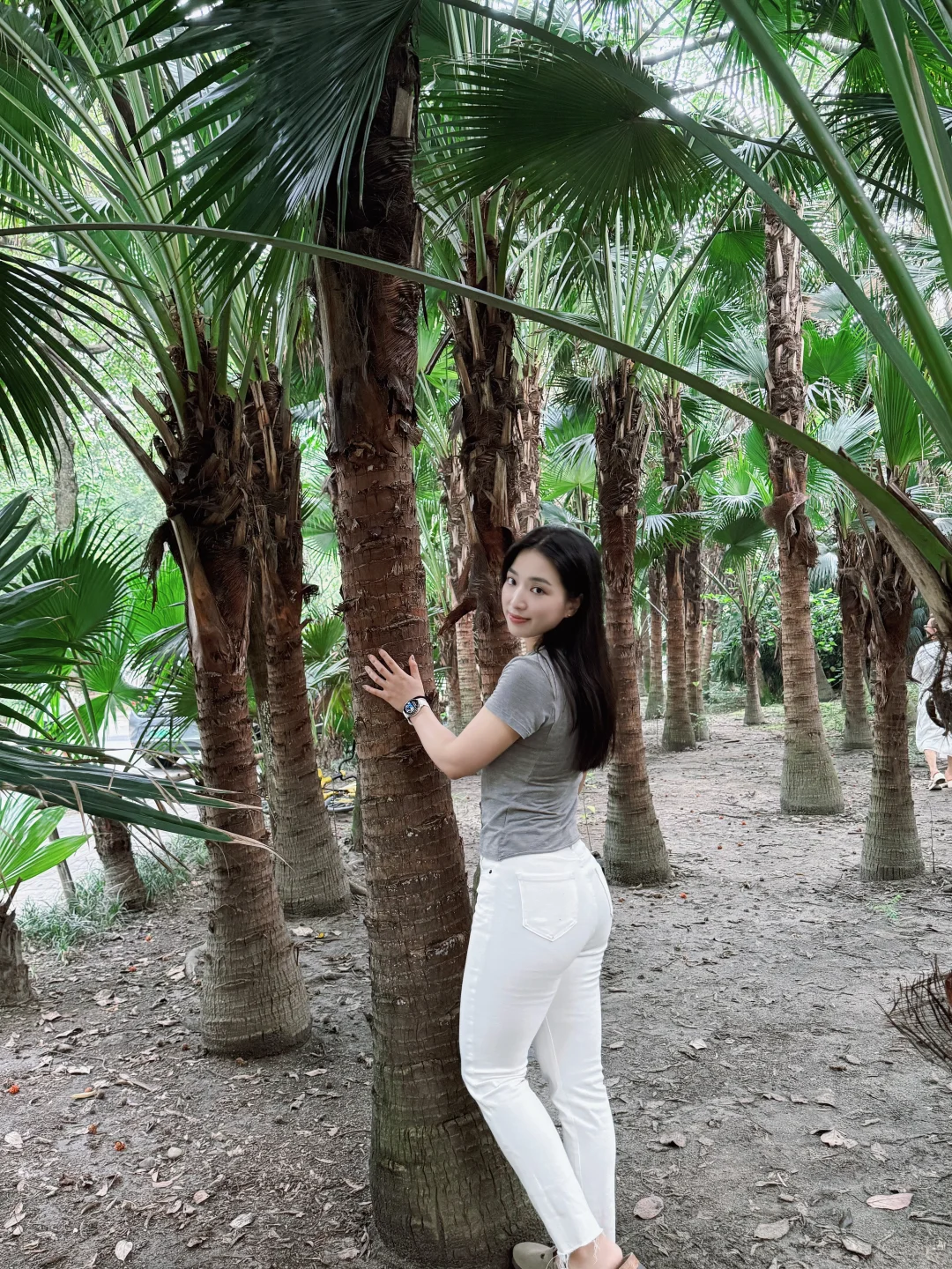 路过一片水杉林