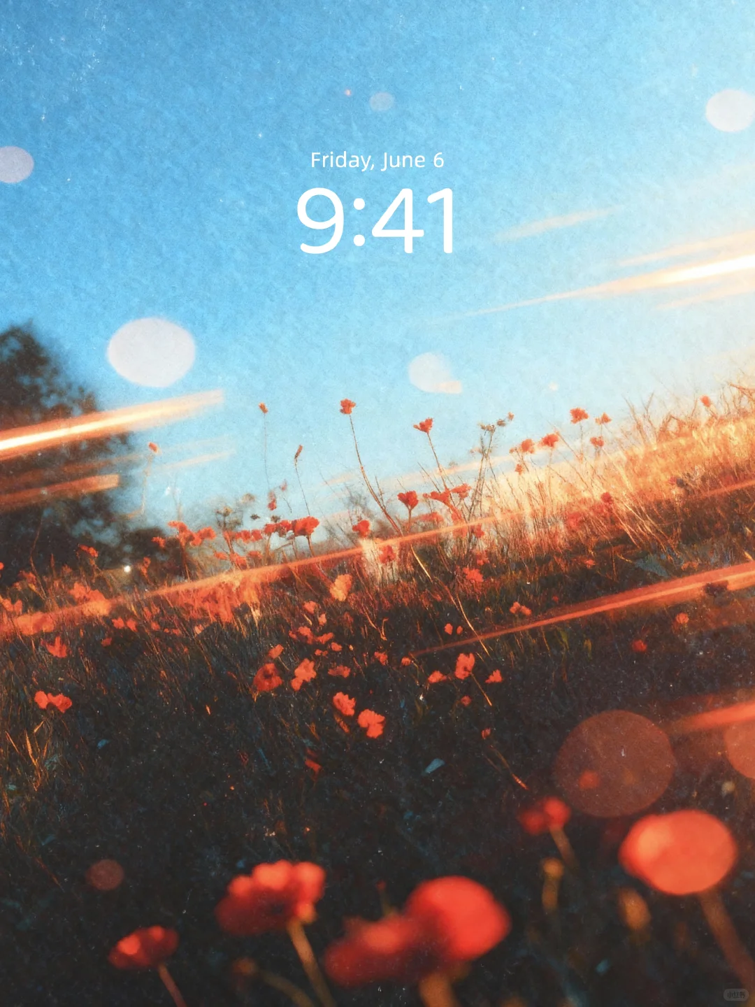 壁纸 | 在余晖的滤镜里绽放