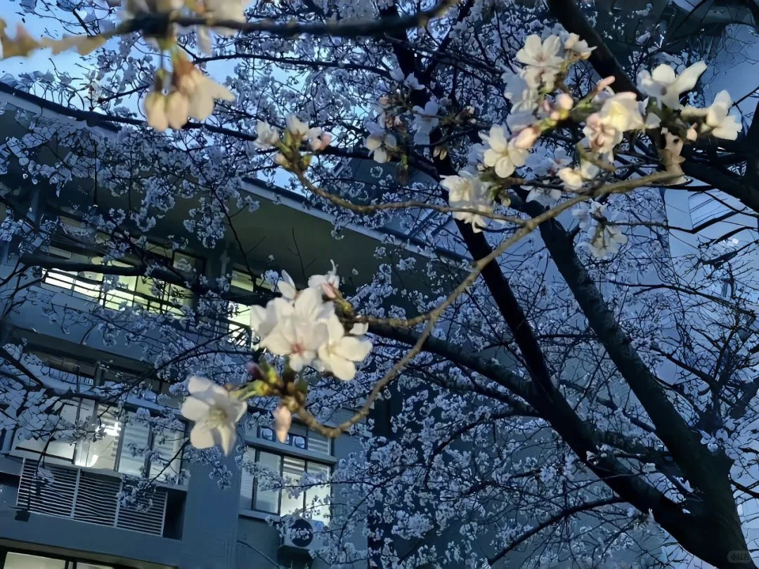 𝗦𝗵𝗮𝗿𝗲丨横屏壁纸