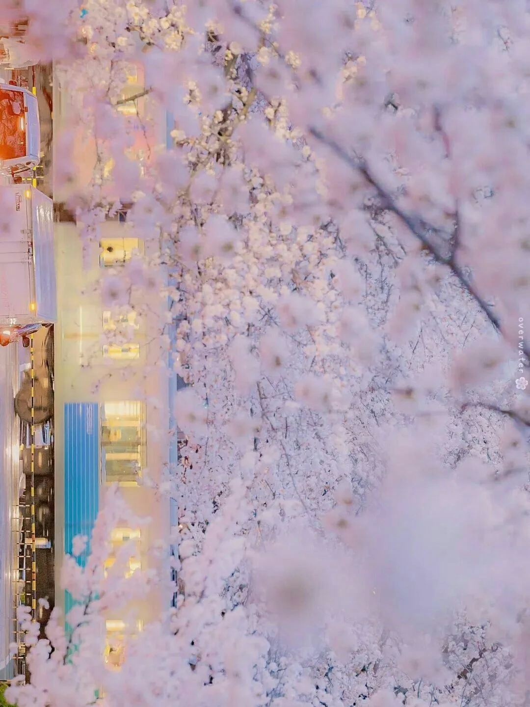 浪漫樱花系列壁纸『上』