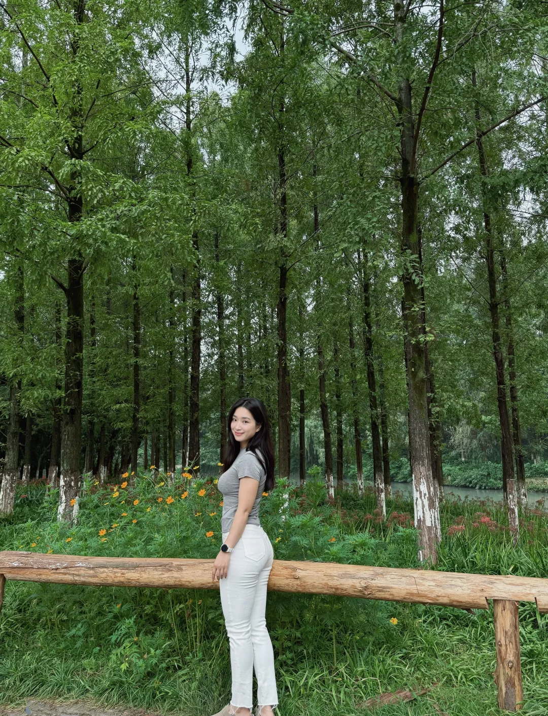 路过一片水杉林