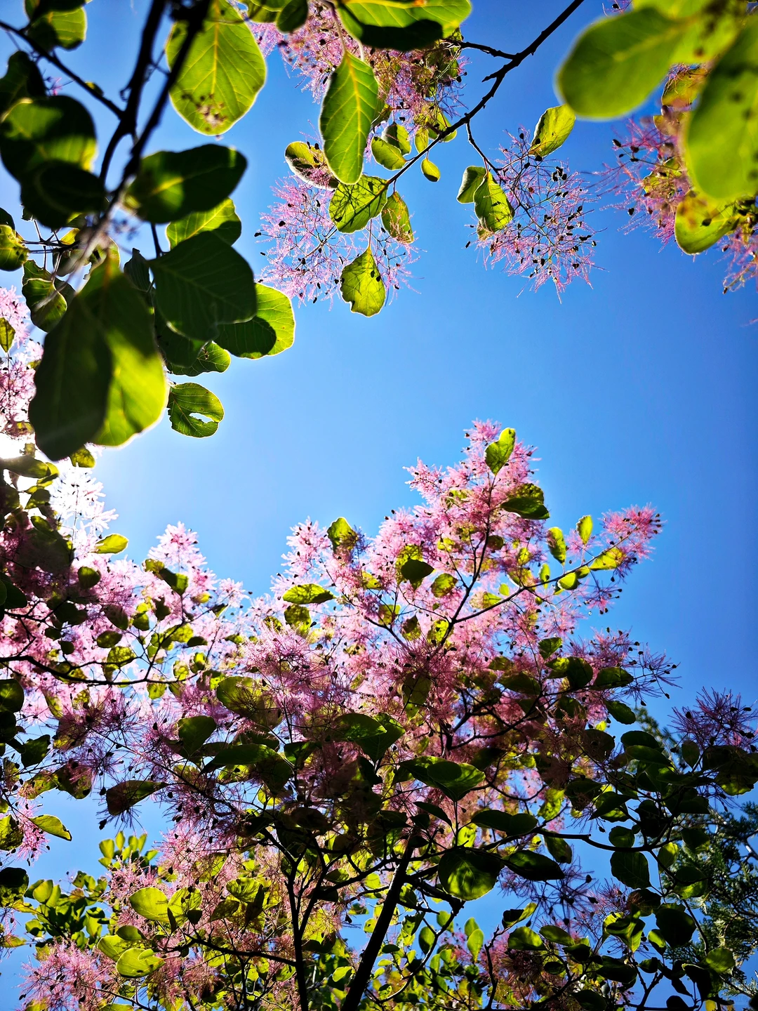 ⛰️山野漫步·自在如风 🌬️