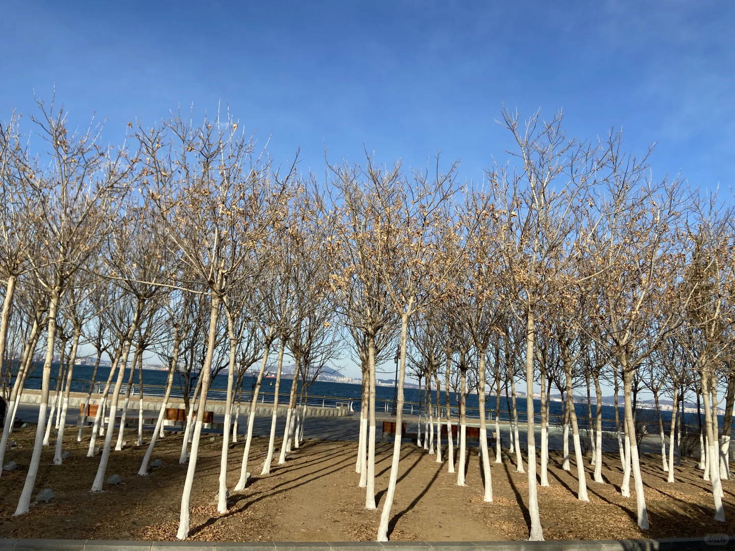 十二月初的大连海边这样穿