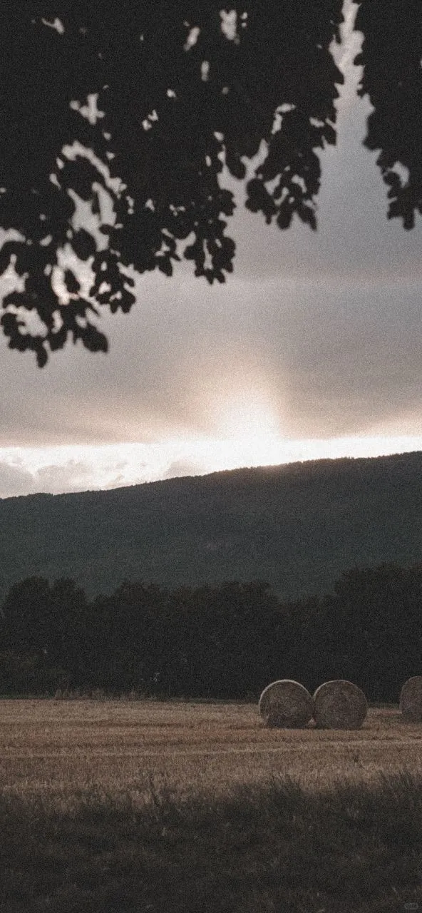 𝐒𝐡𝐚𝐫𝐞｜iPhone壁纸258期