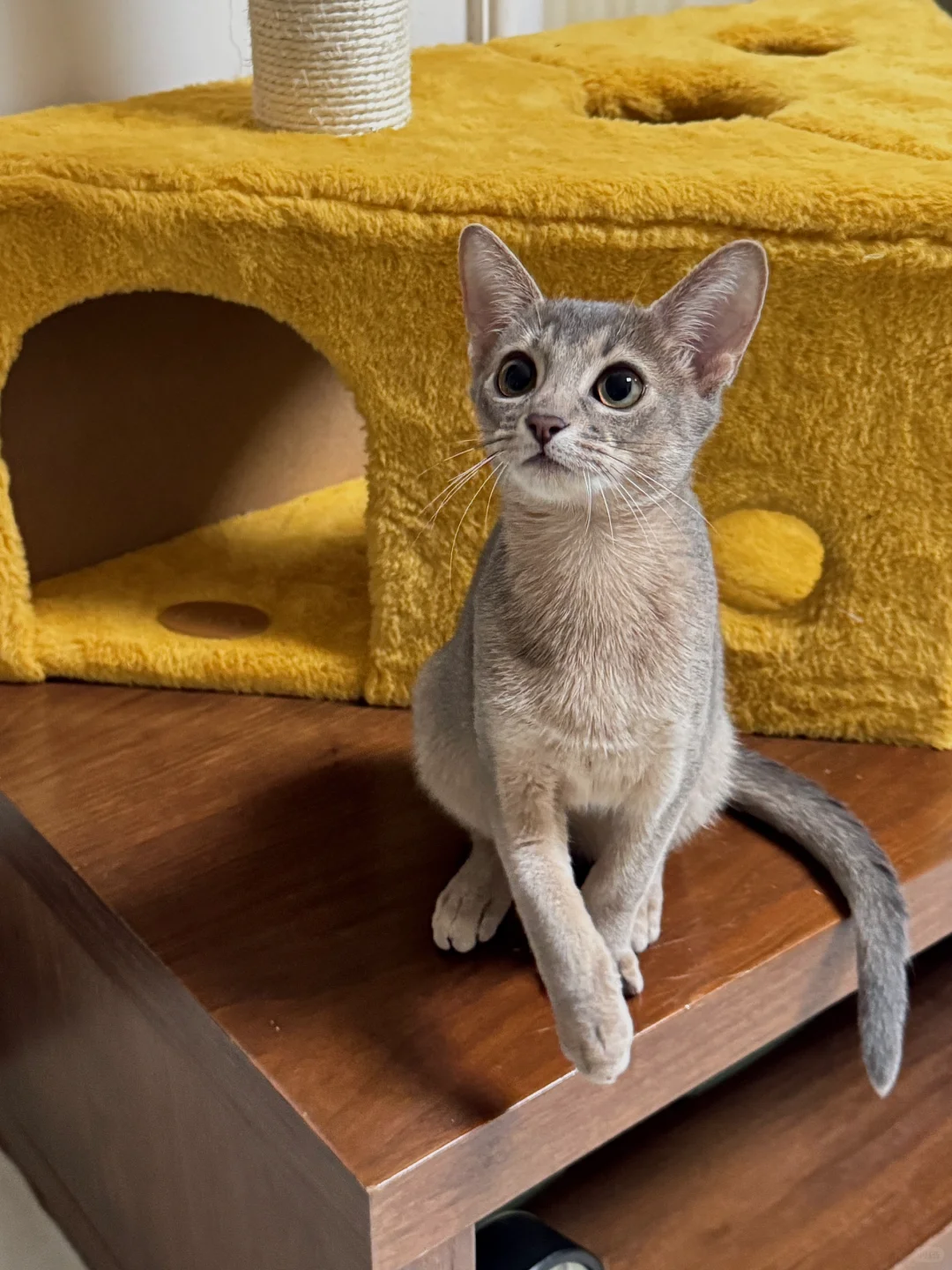 标致得像个嫩模🐈‍