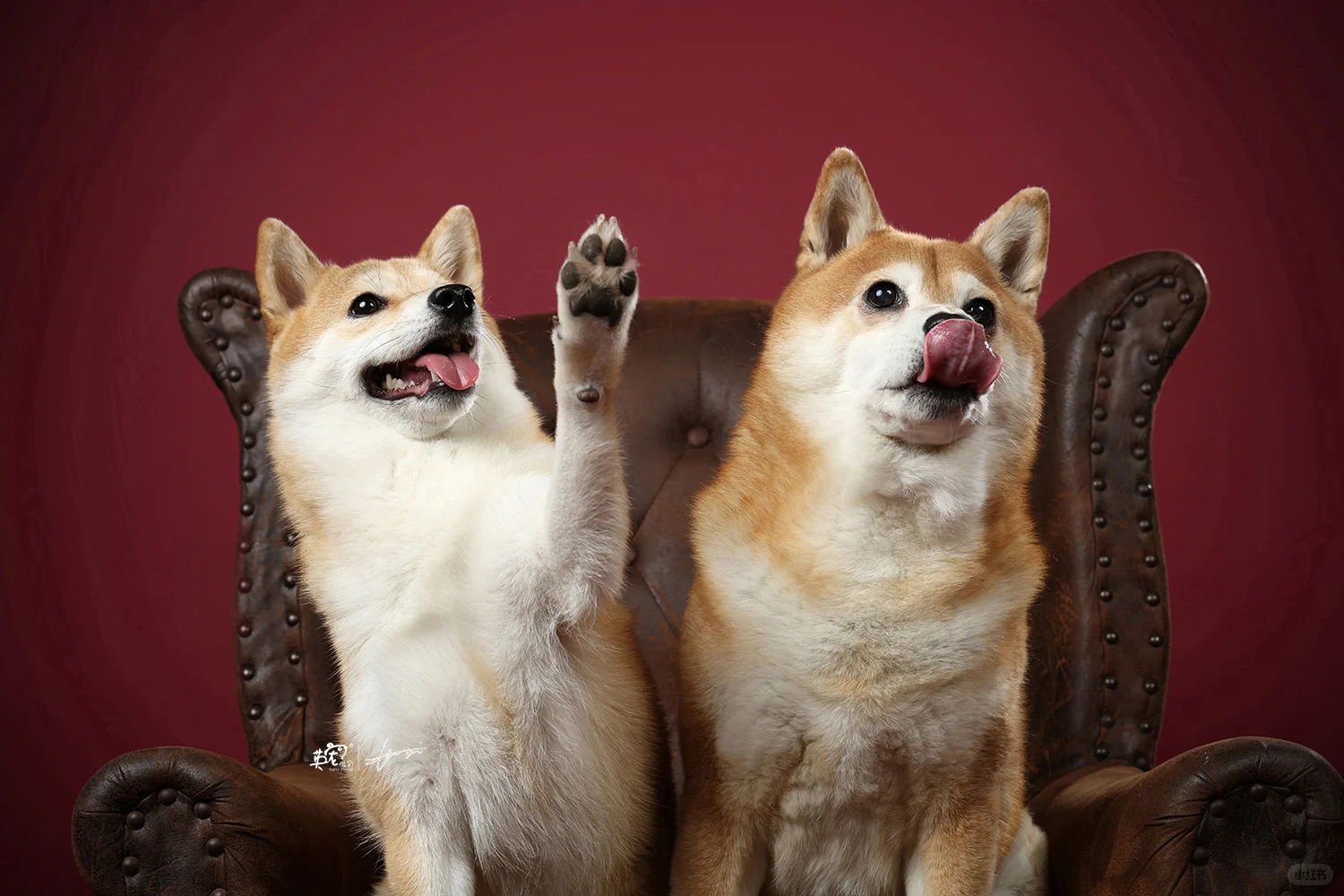 两脚兽叫我找找皇室的感觉，那是什么感觉